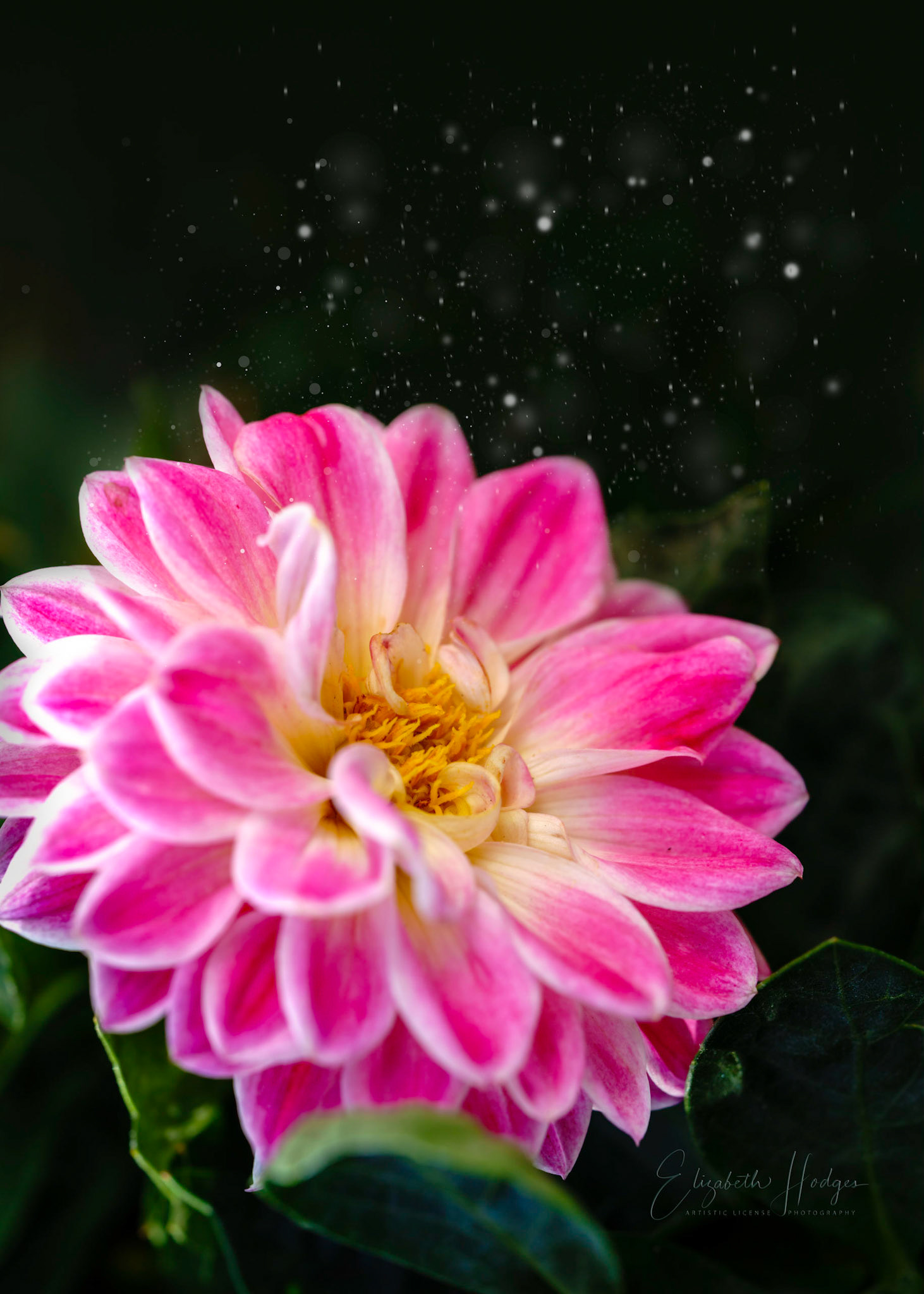 Dahlia