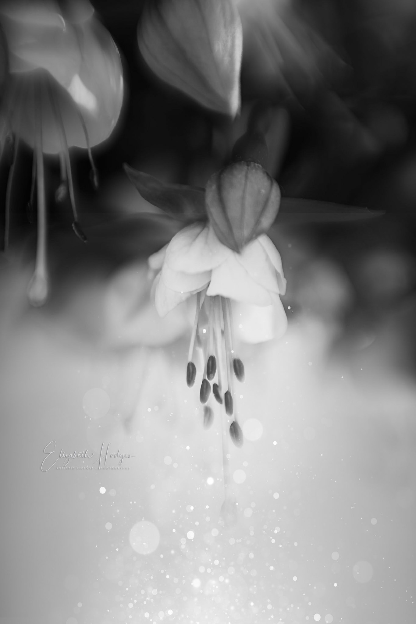 As a result of my absence during a heat wave and under water restrictions these lovely blooms died! Fitting black and white rendition?!