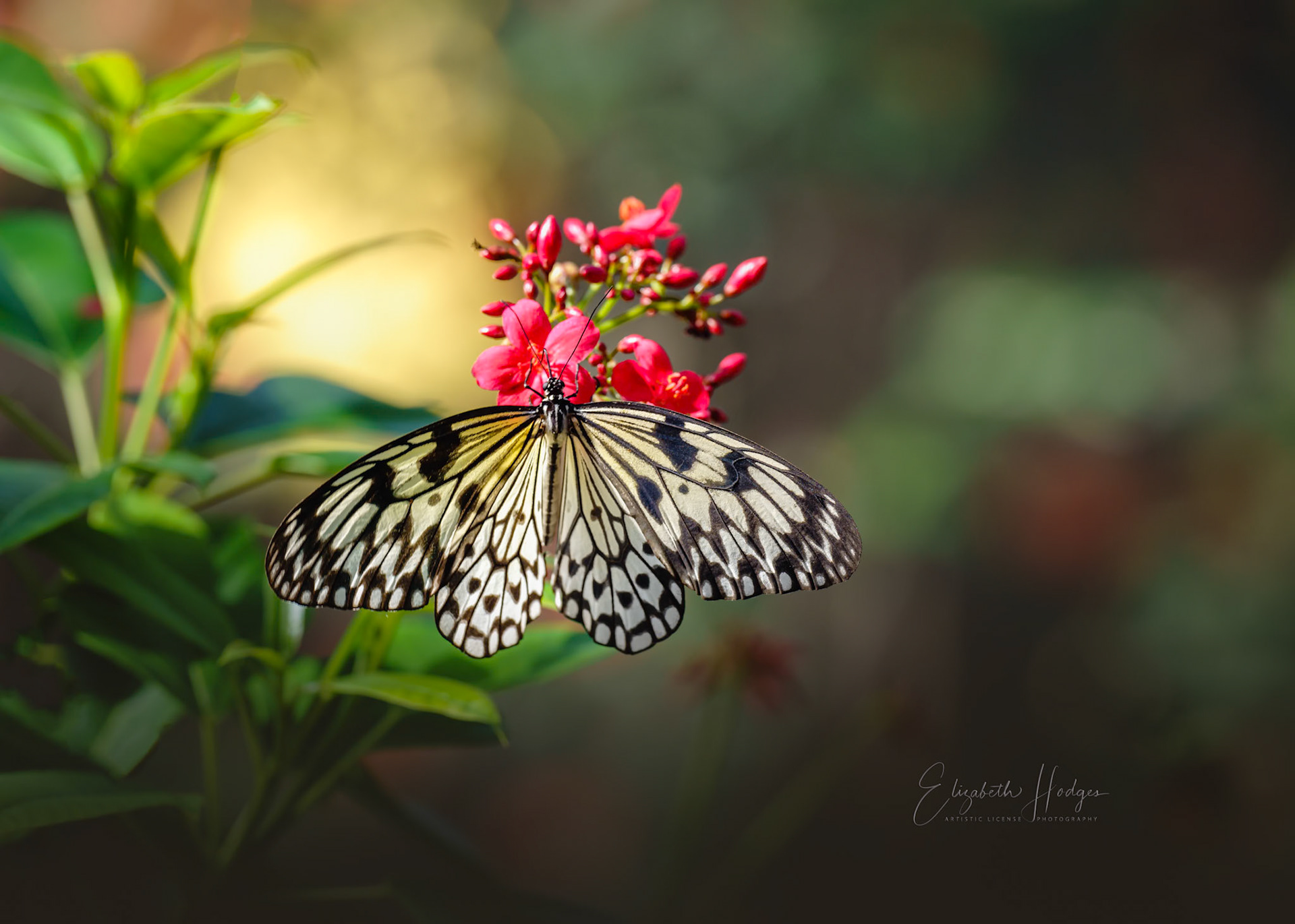 Paper Kite
