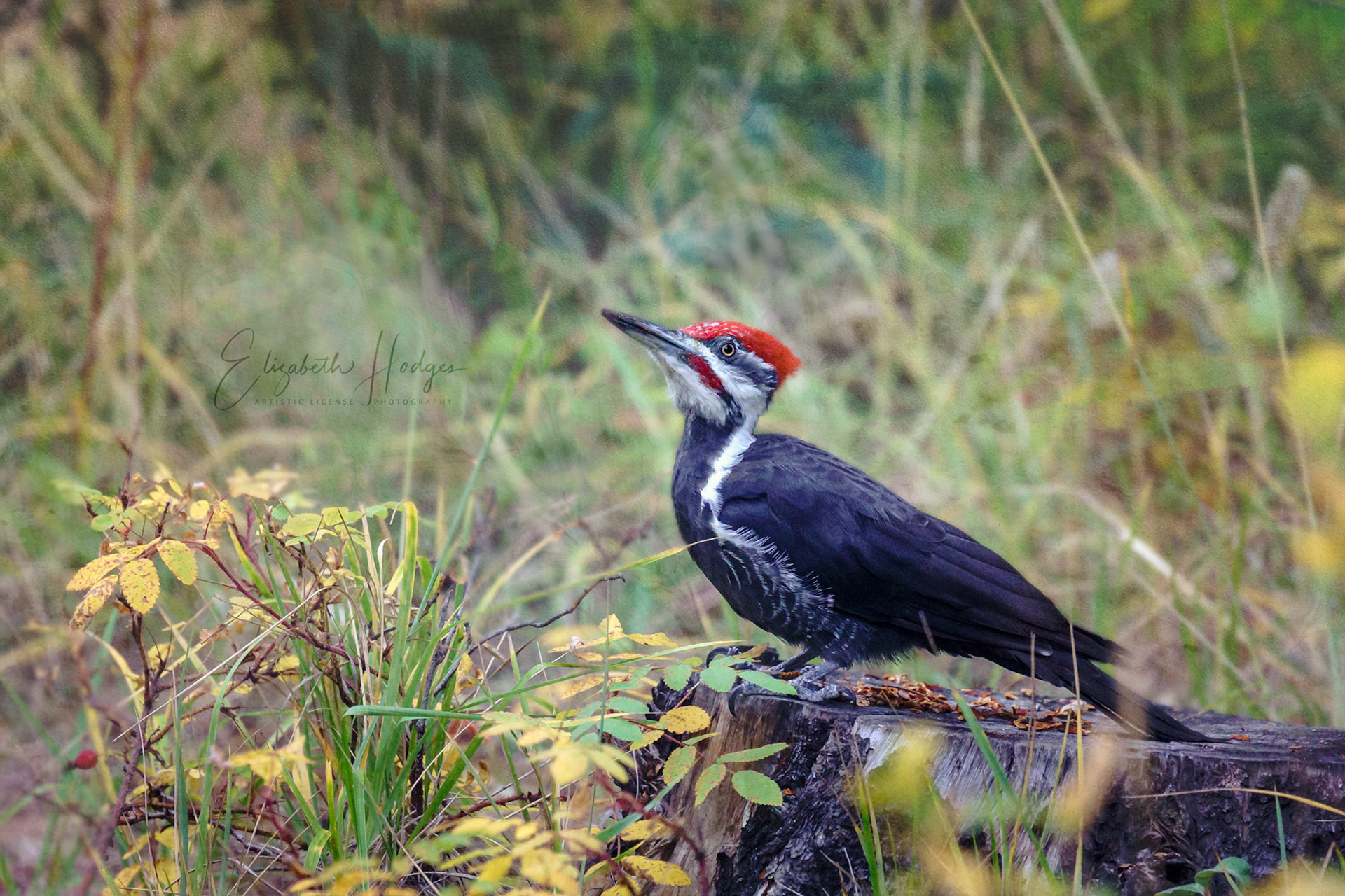 Pileated Woodpecker
