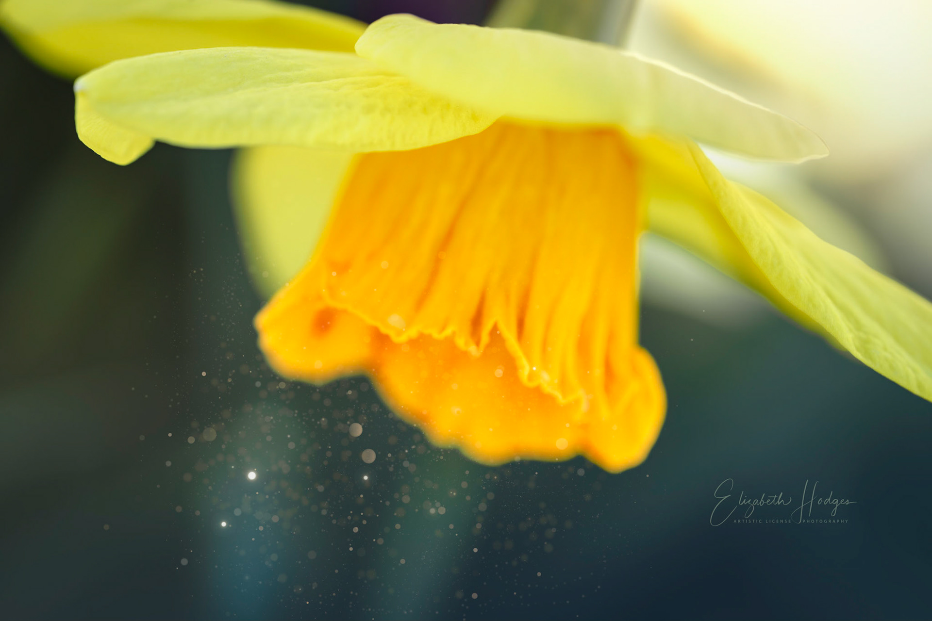 Dafodil
