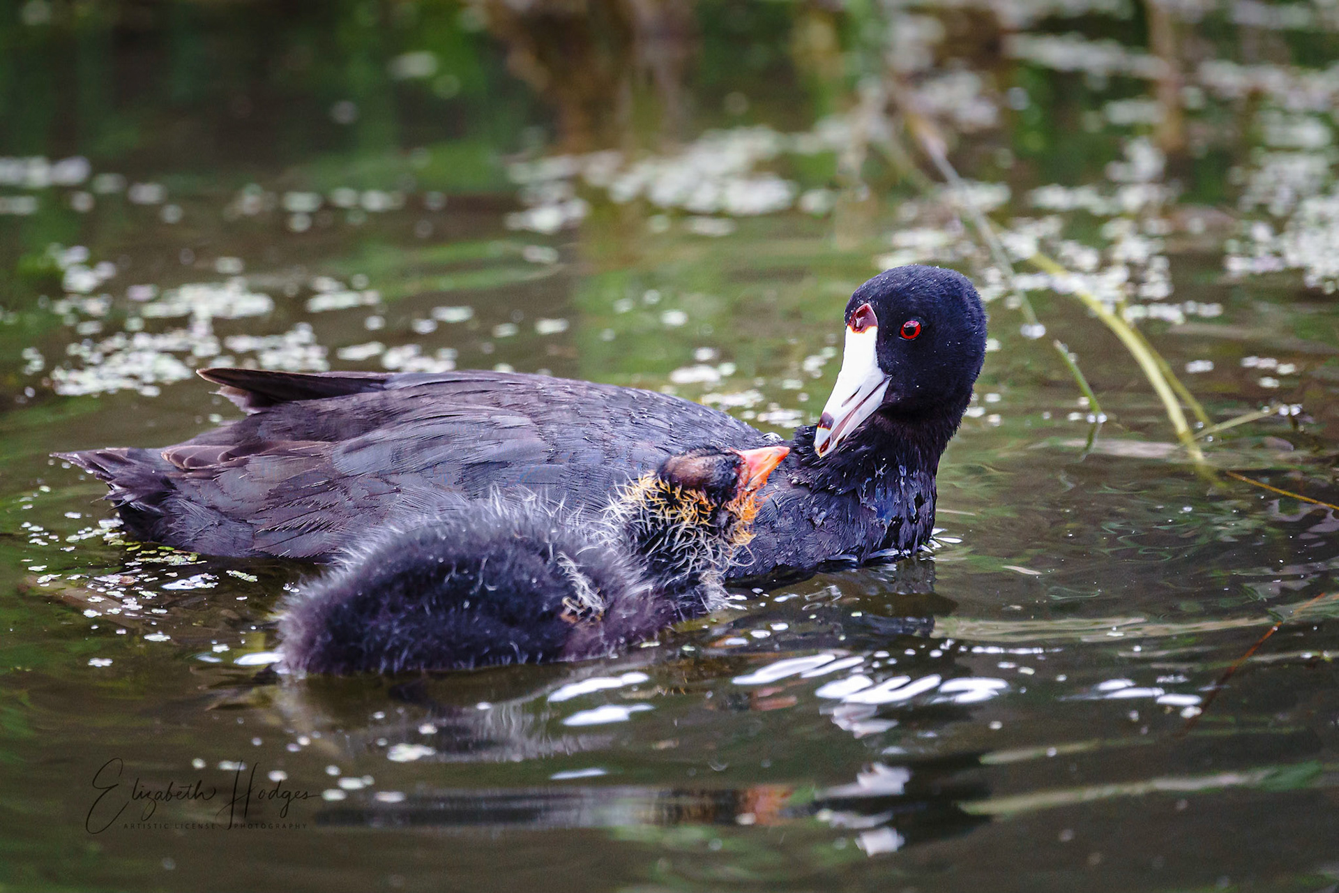 Momma and Baby