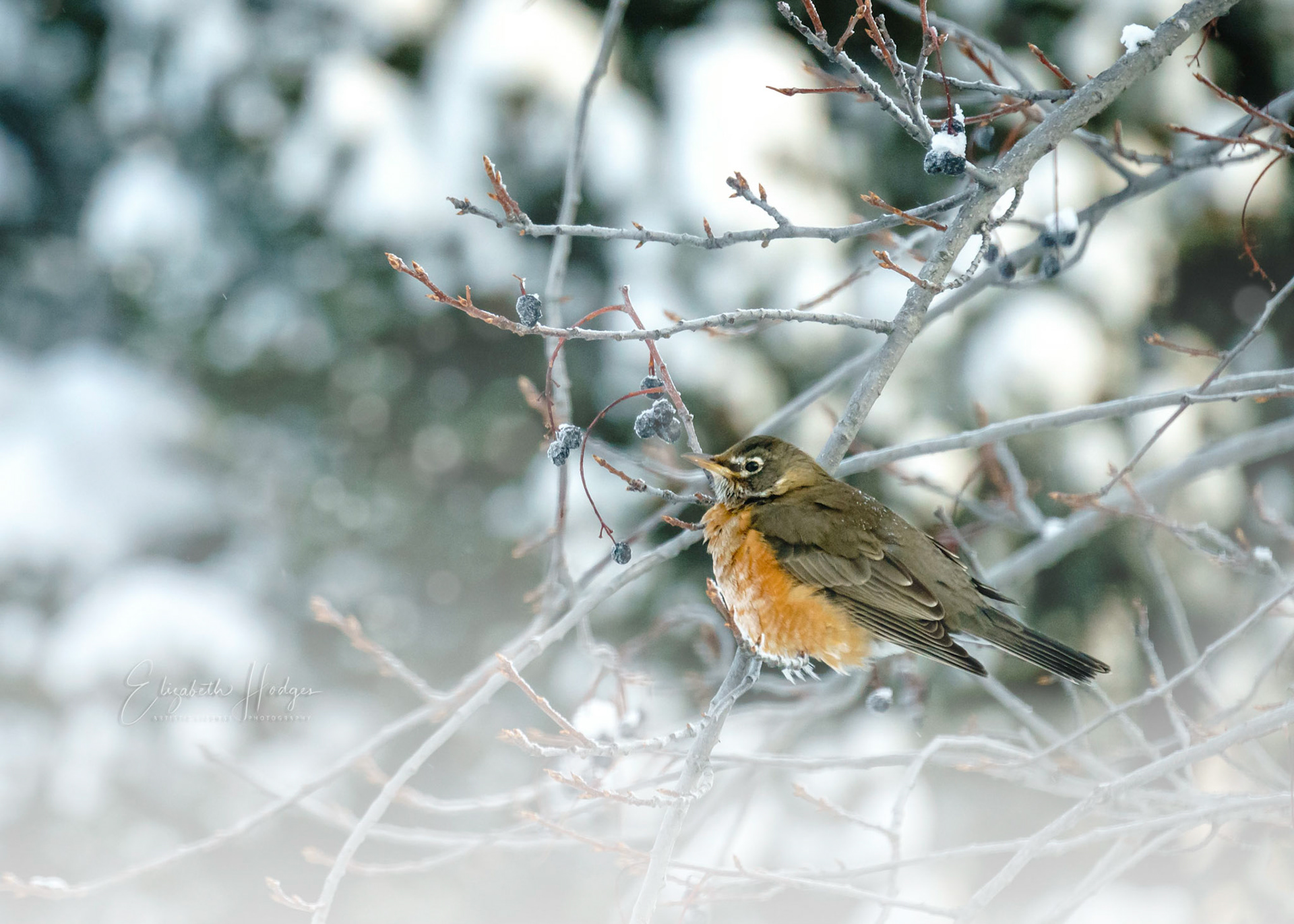 American Robin - Someone else not going south for the winter!