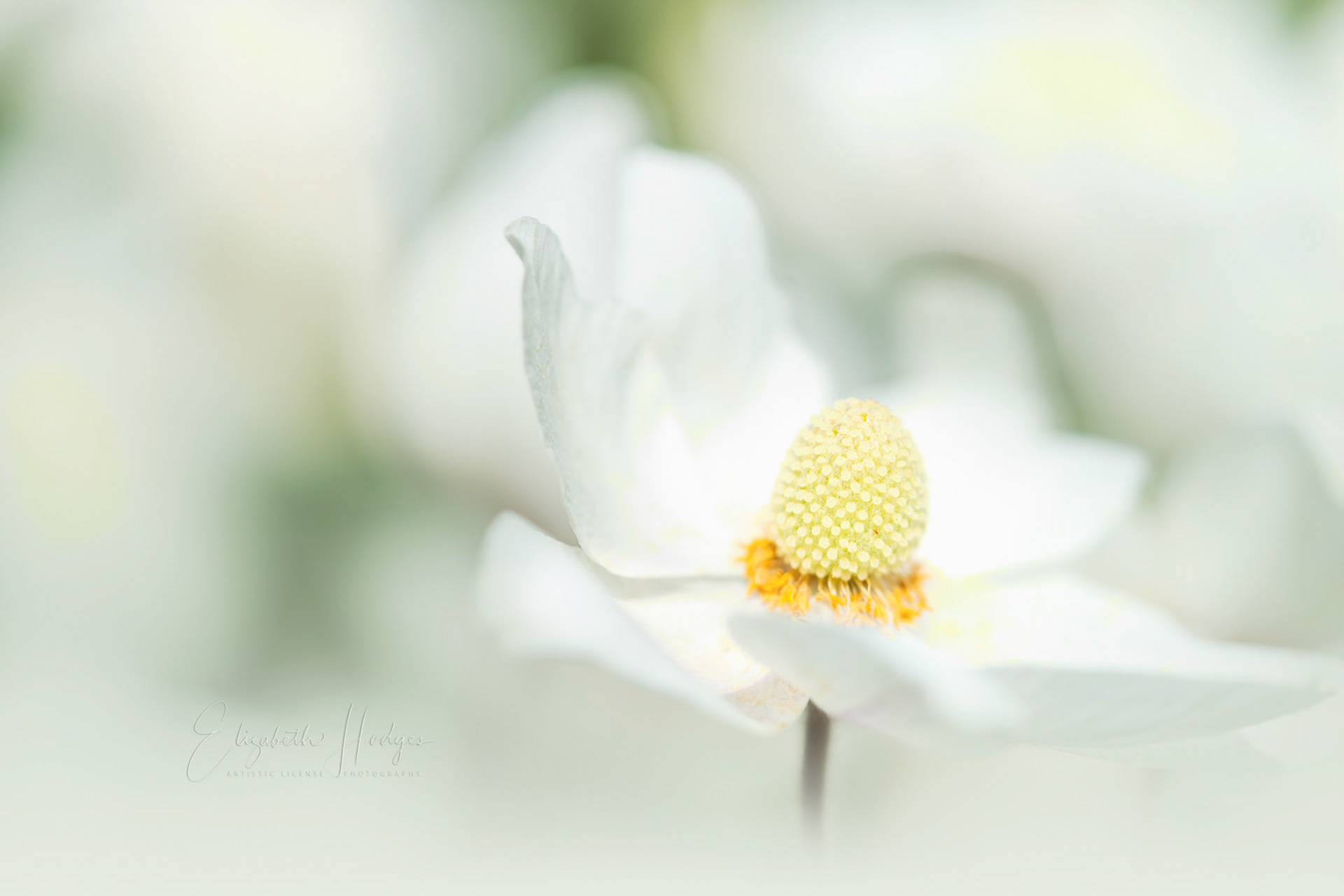 Anemone