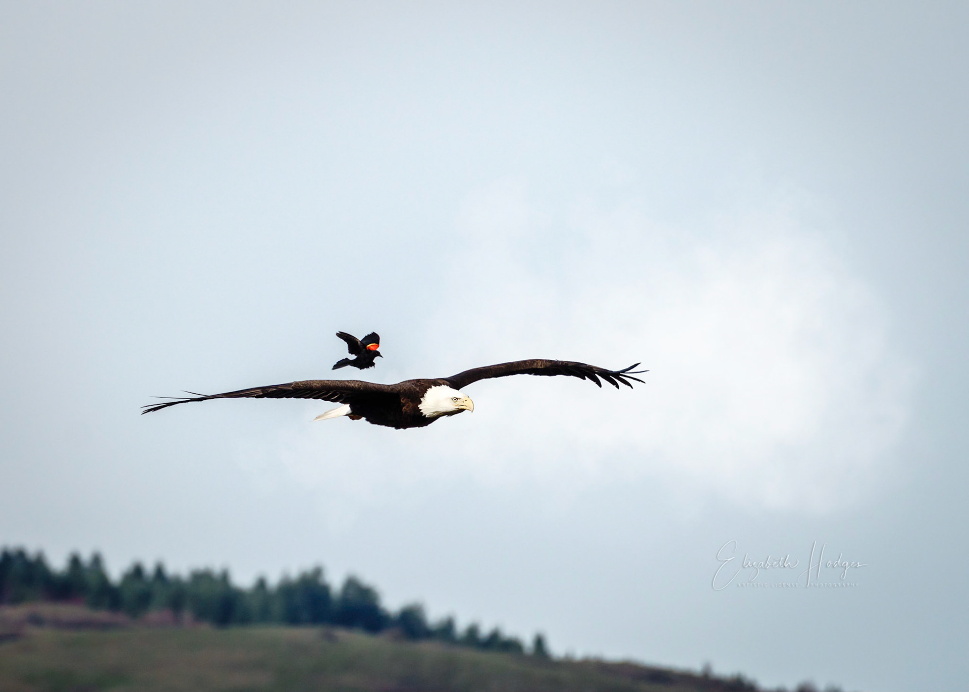 Eagle with Red-winged Blackbird in pursuit