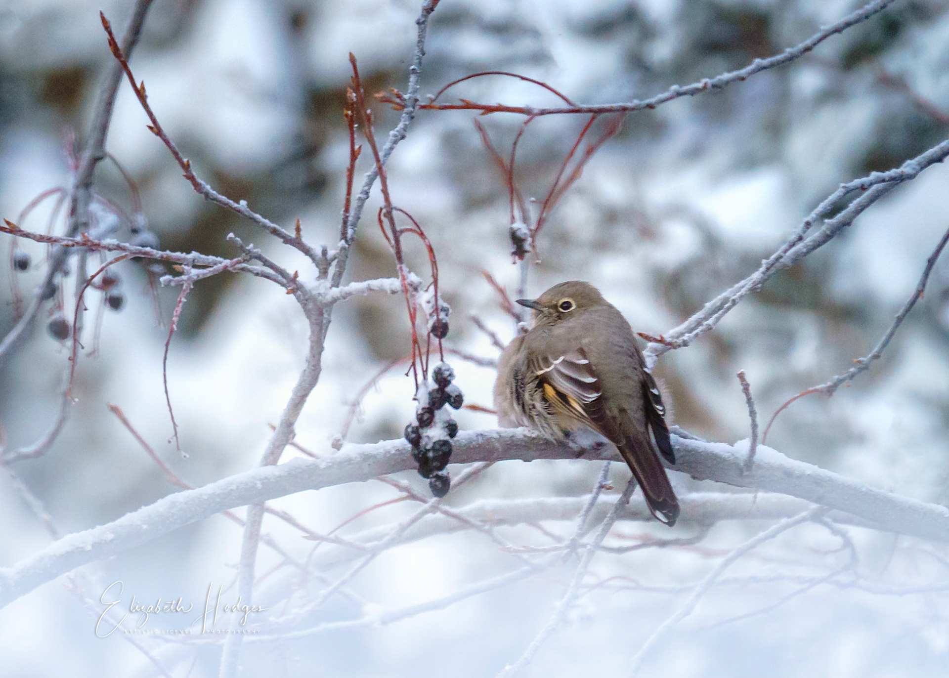 Townsend's Solitaire