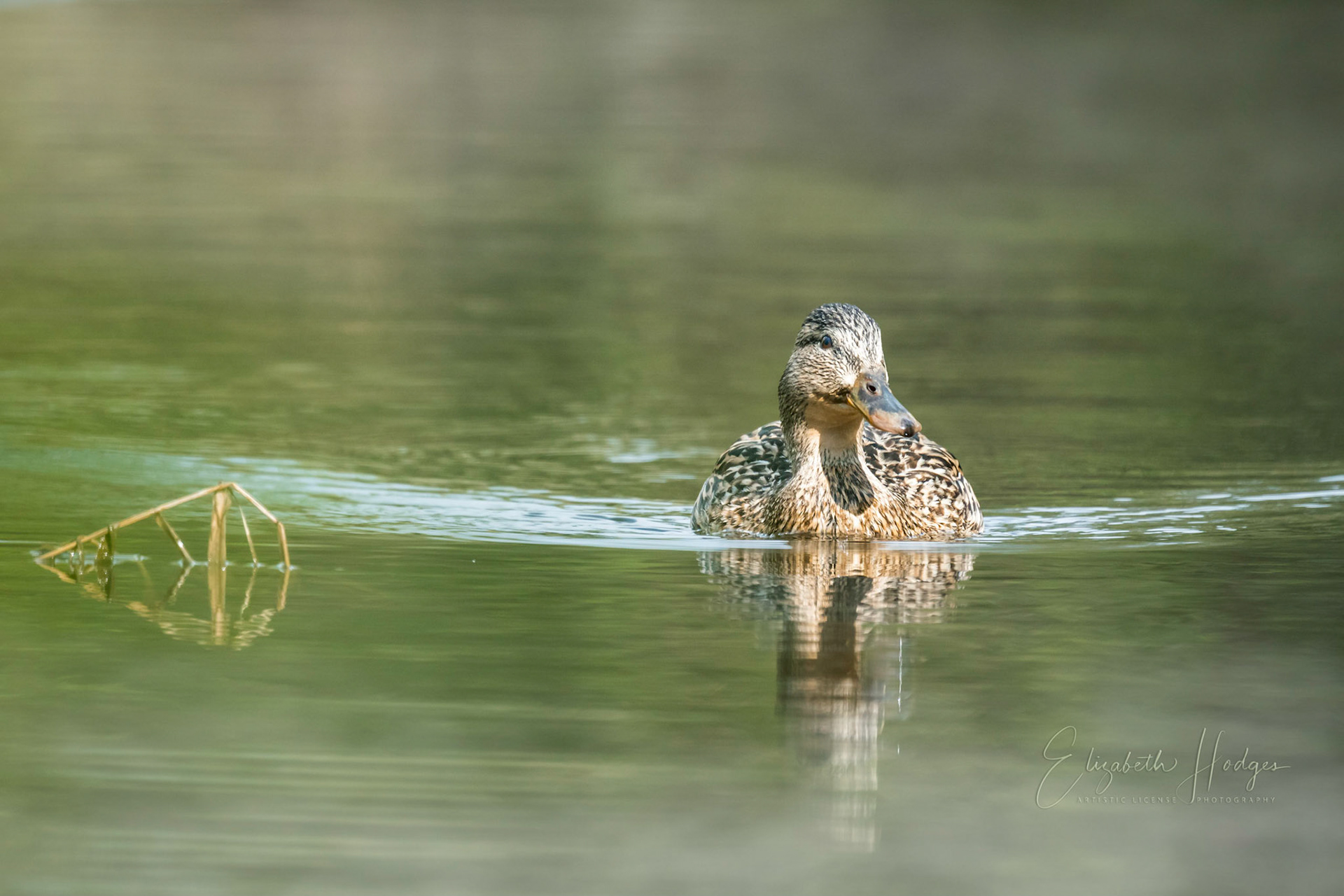Lady Mallard