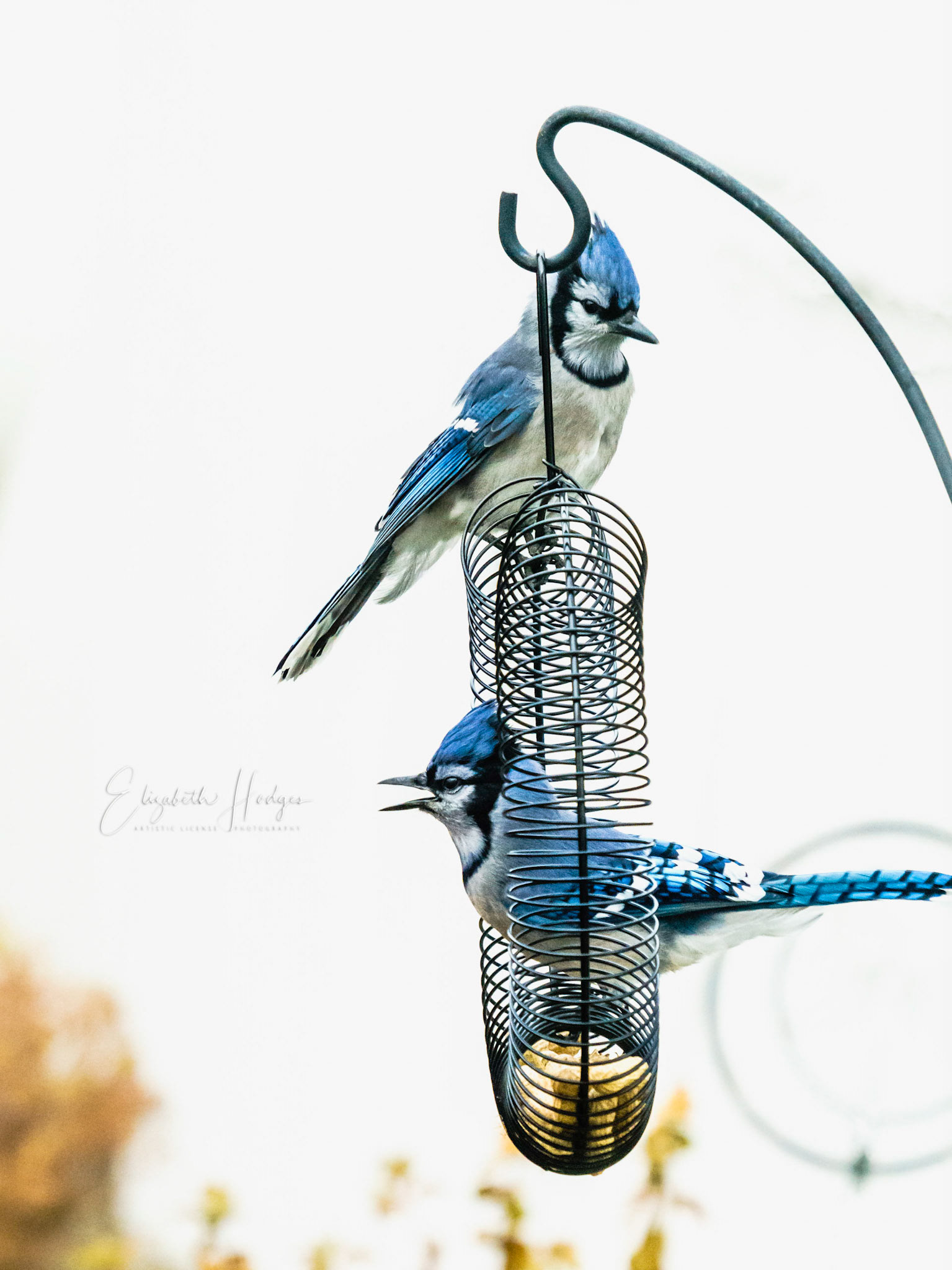 Bluejay holding pattern.