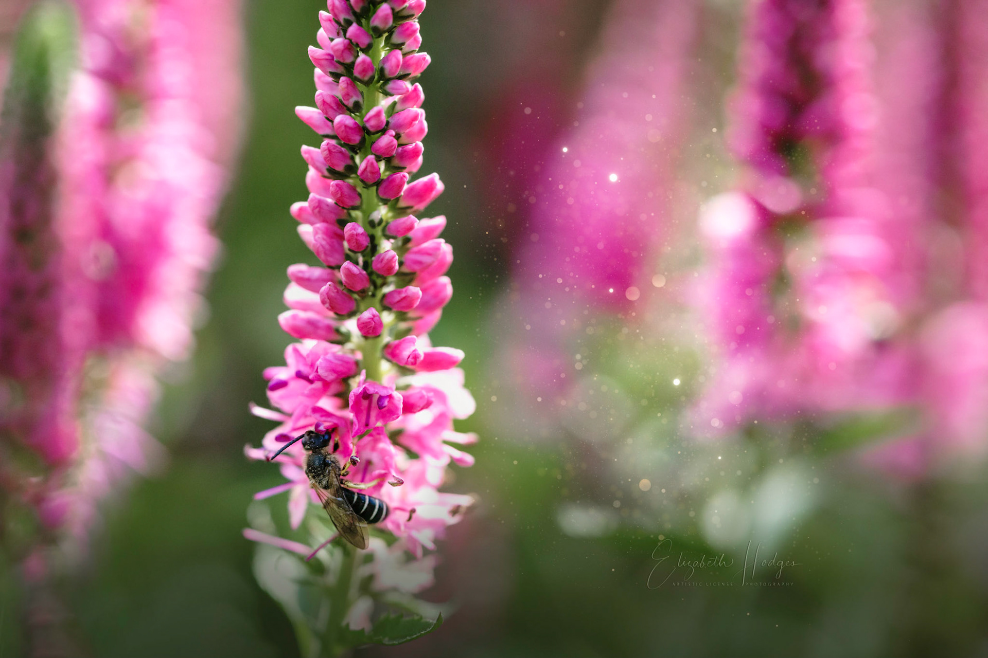 Speedwell