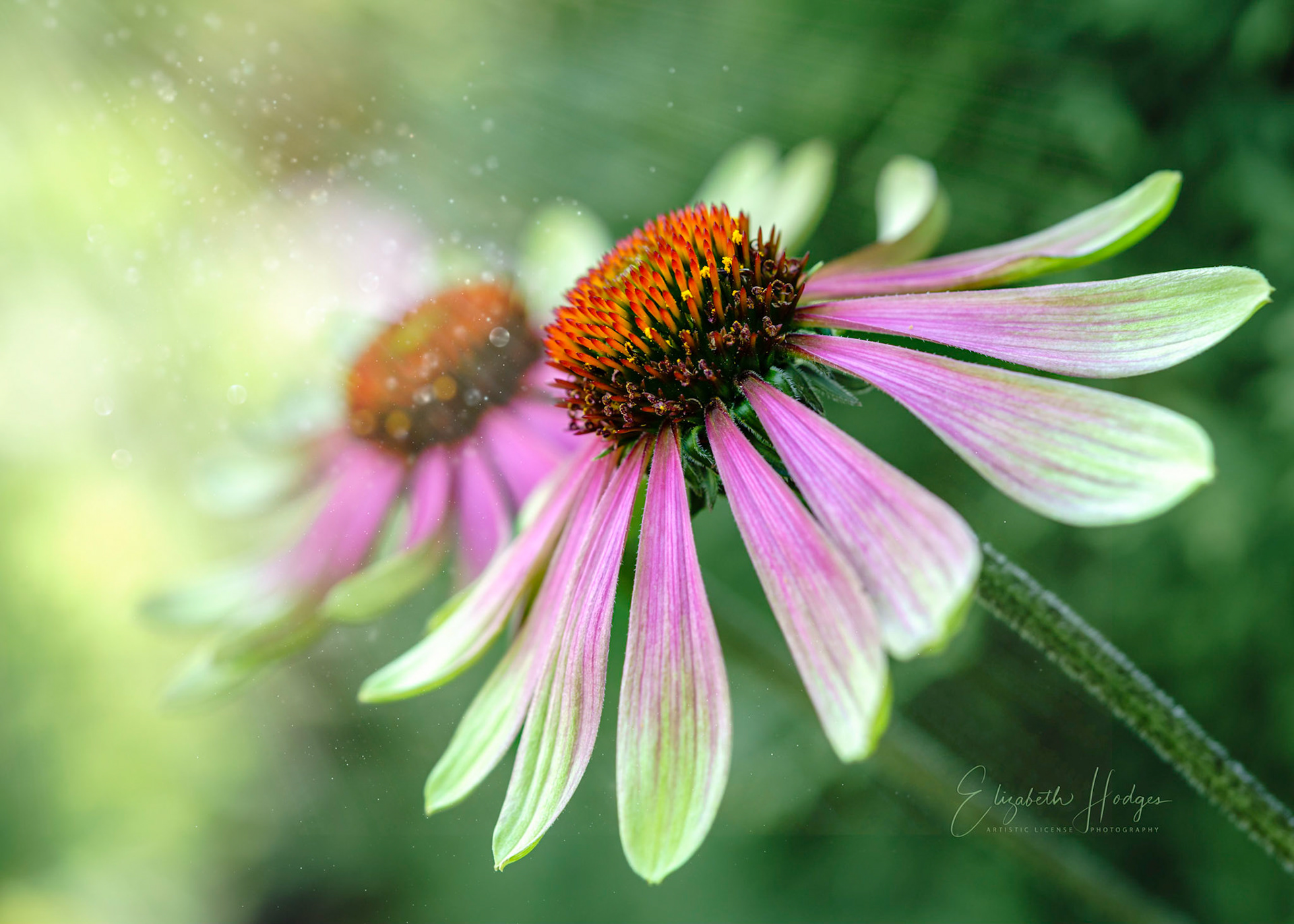 Cone Flower