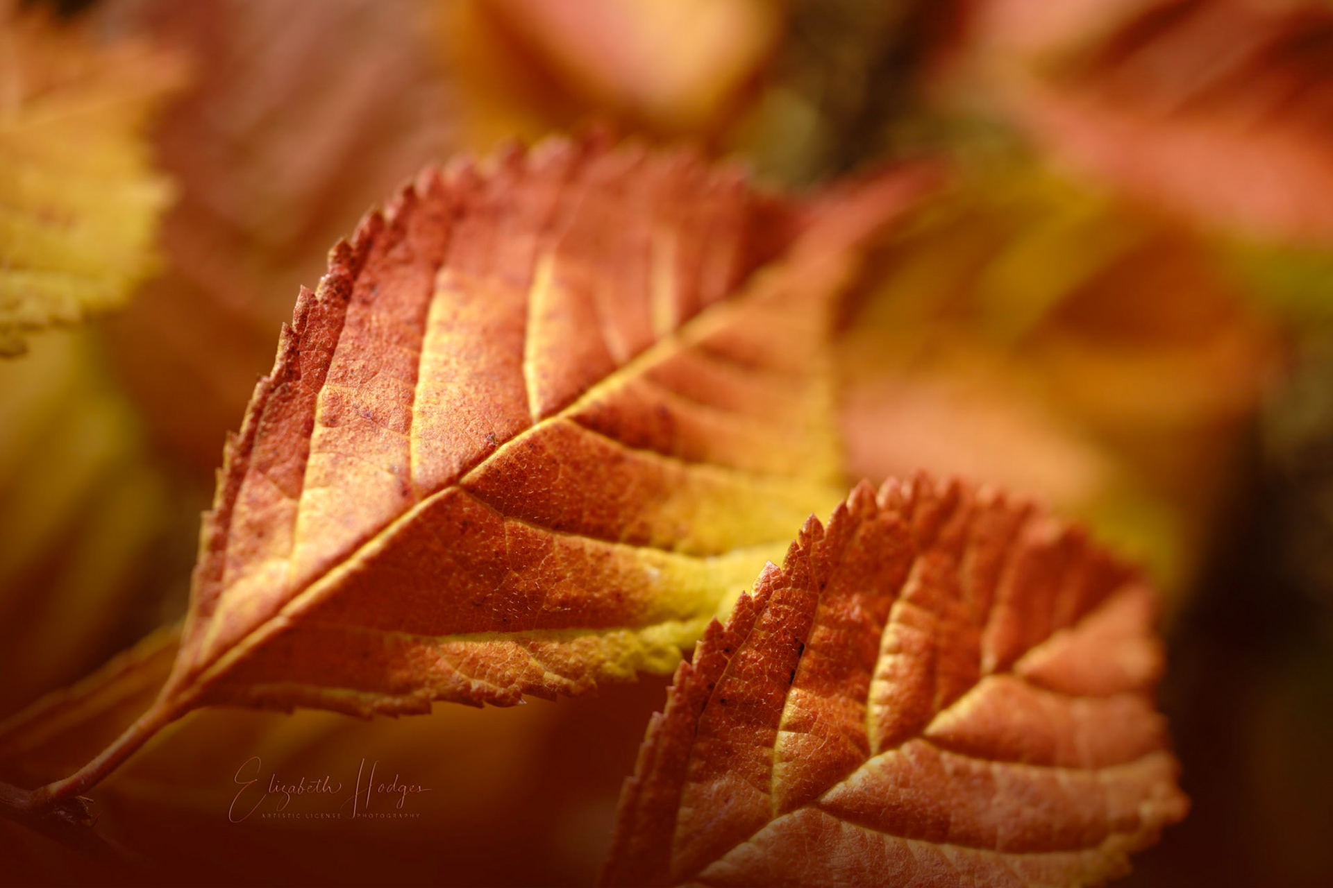 Autumn Leaves