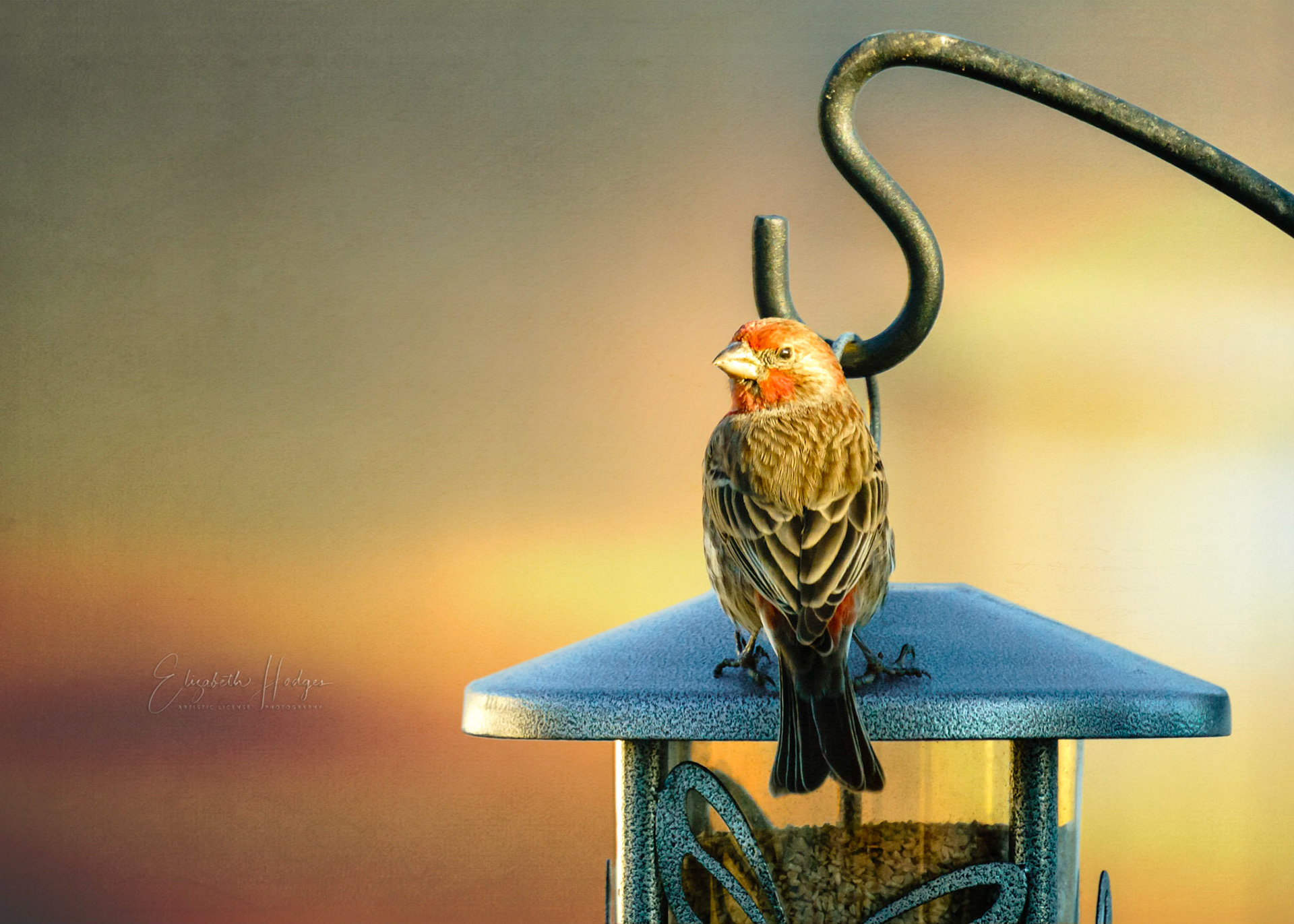 House Finch
