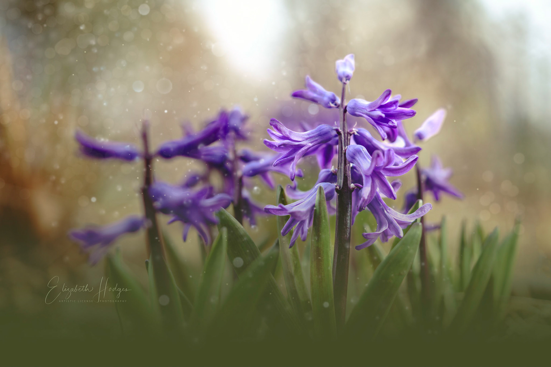 Hyacinth
