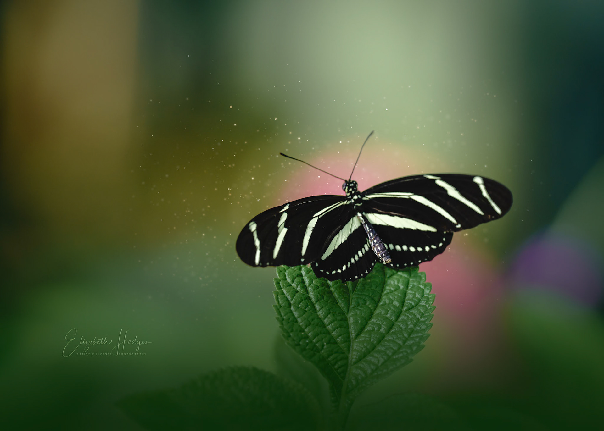 Zebra Longwing