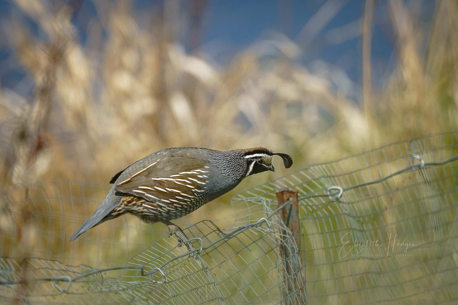 Quail