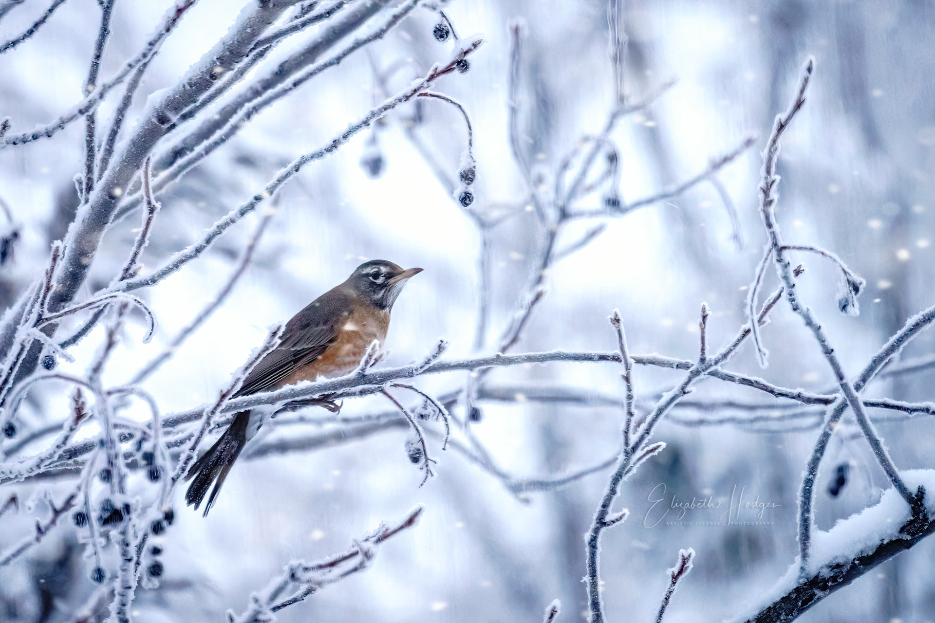 American Robin