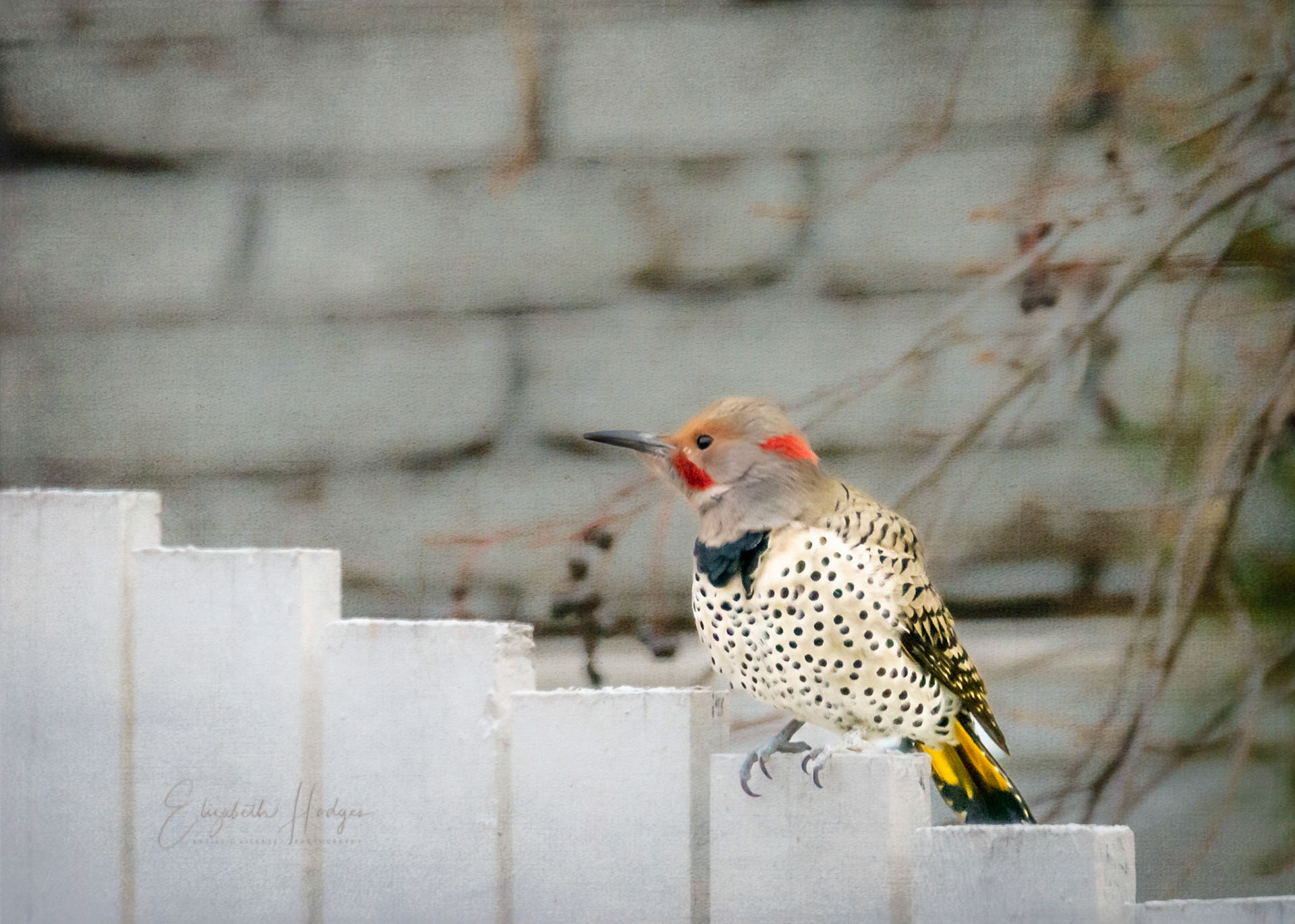 Northern Flicker