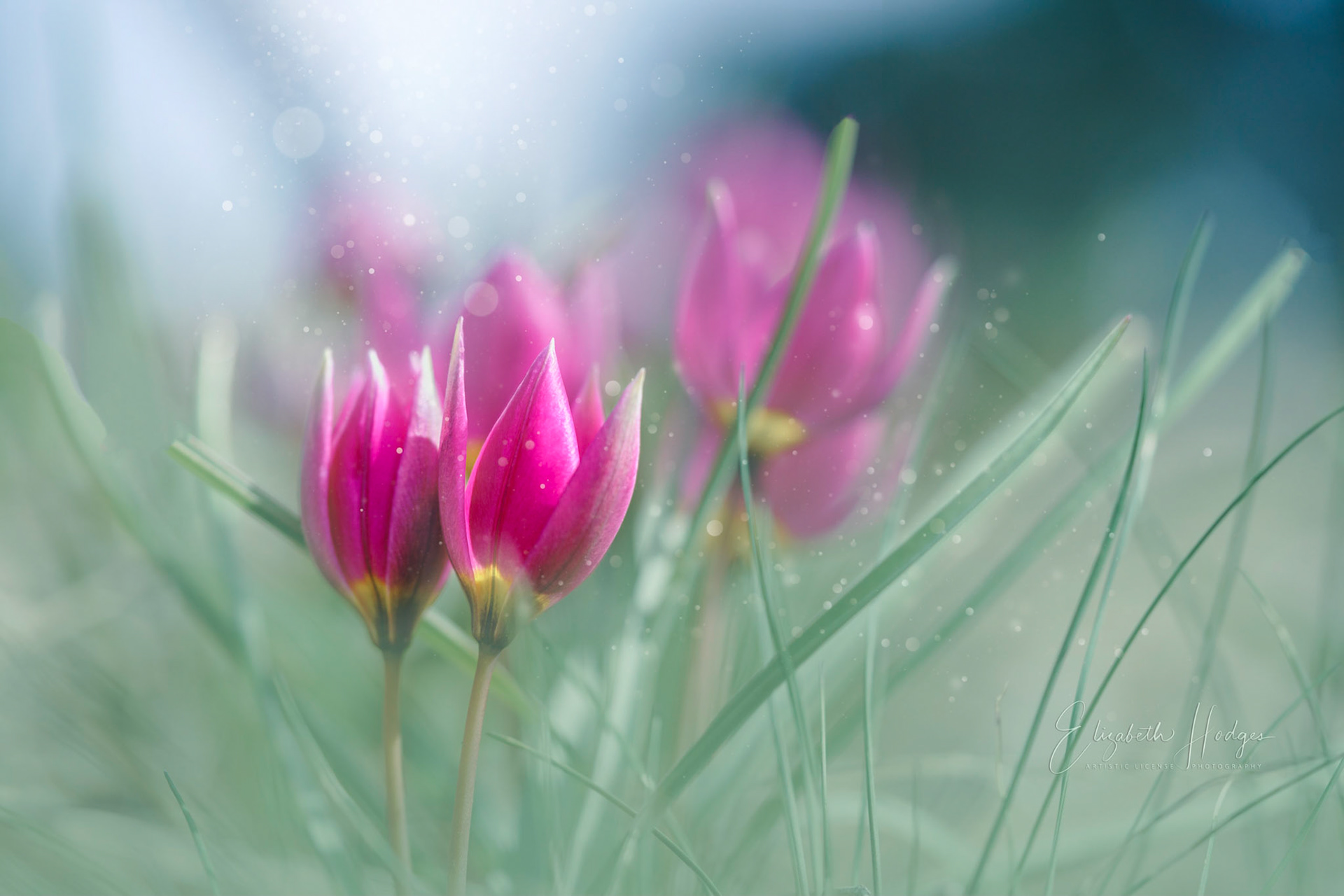 Crocus