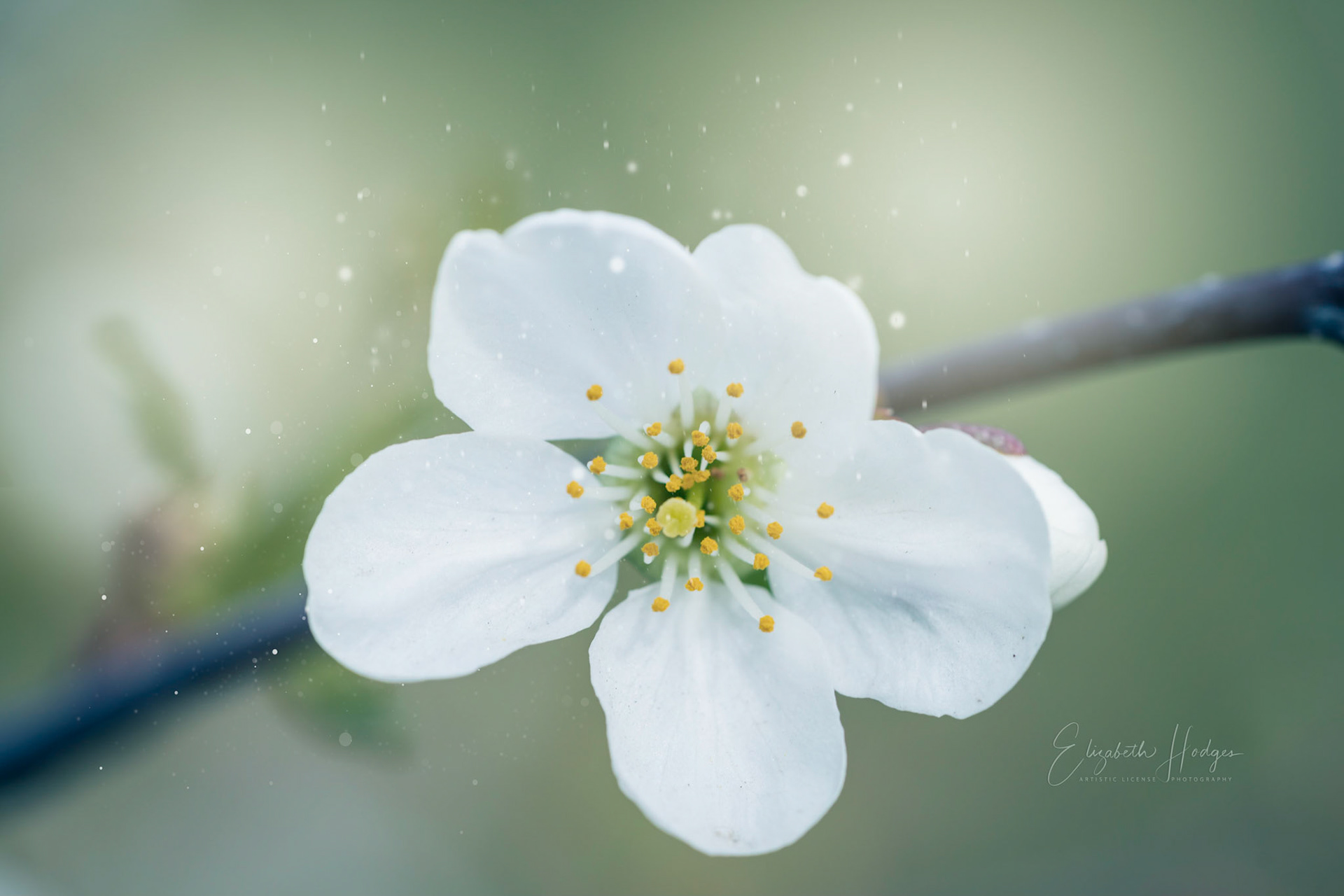 Apple Blossom
