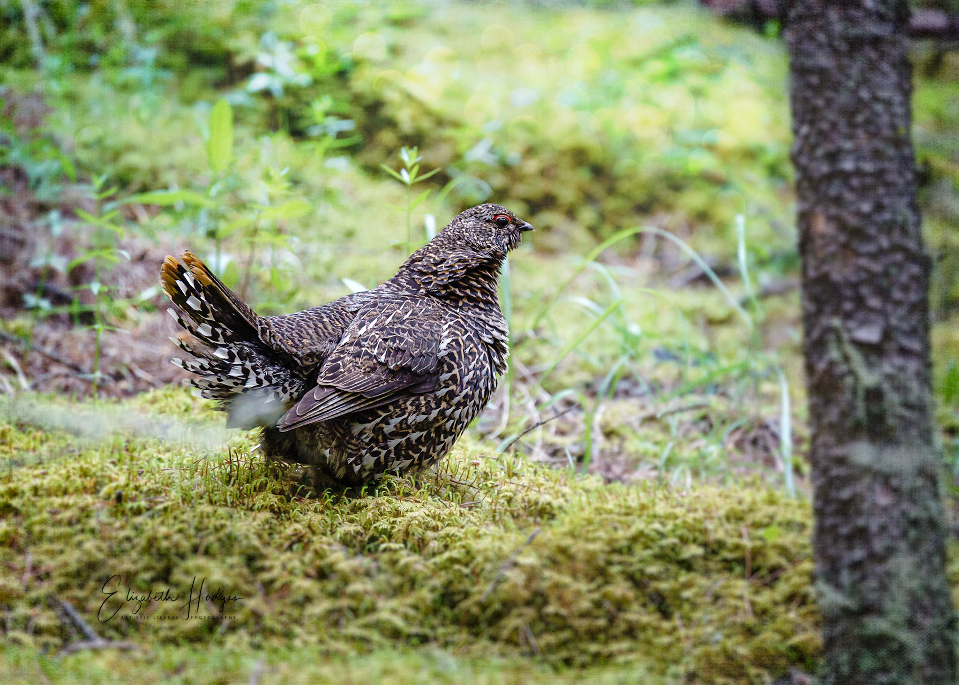 Grouse
