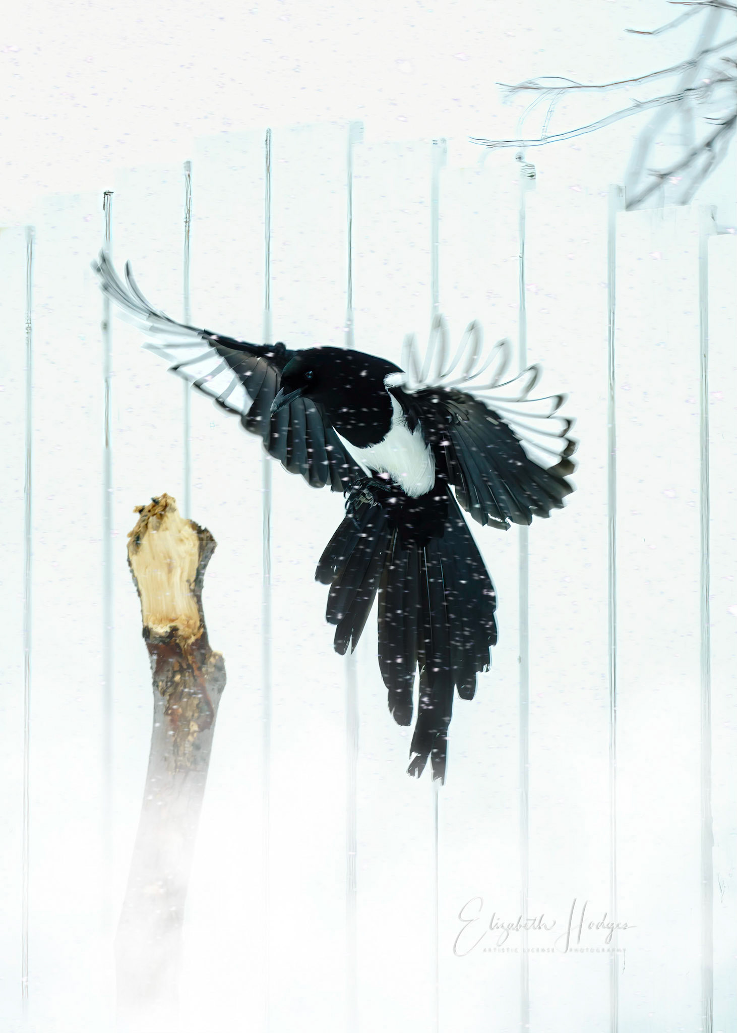 Black-billed Magpie