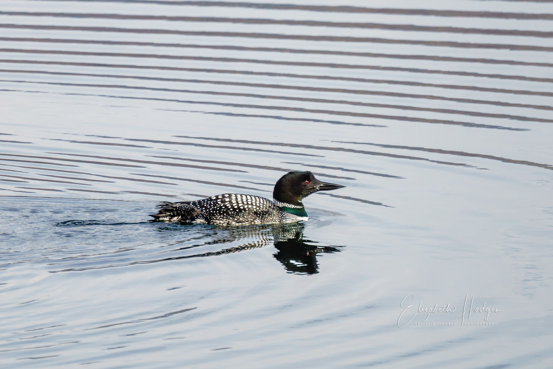 Loon