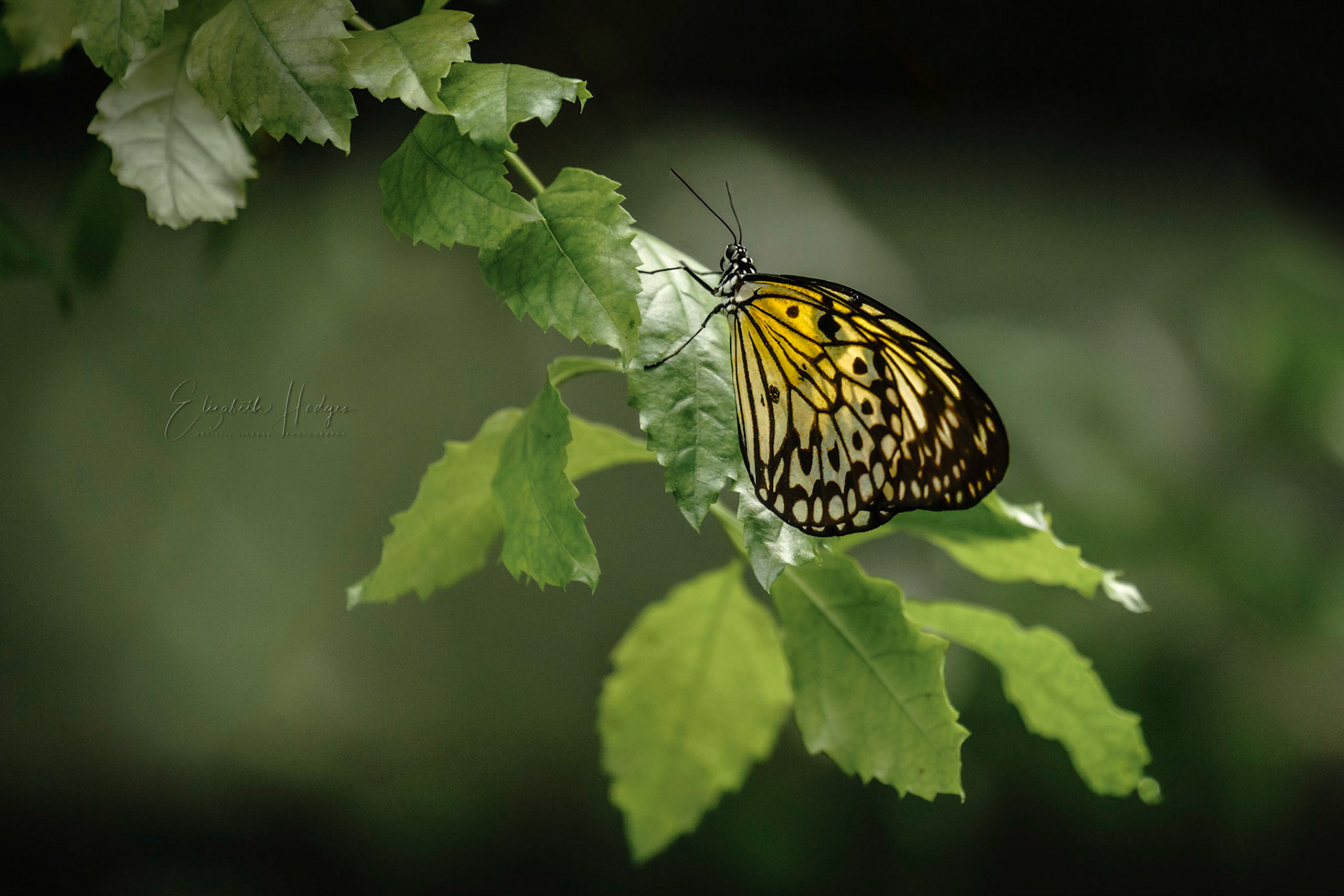 Native to Thailand to Malaysia, the Philippines, Taiwan and North Australia.