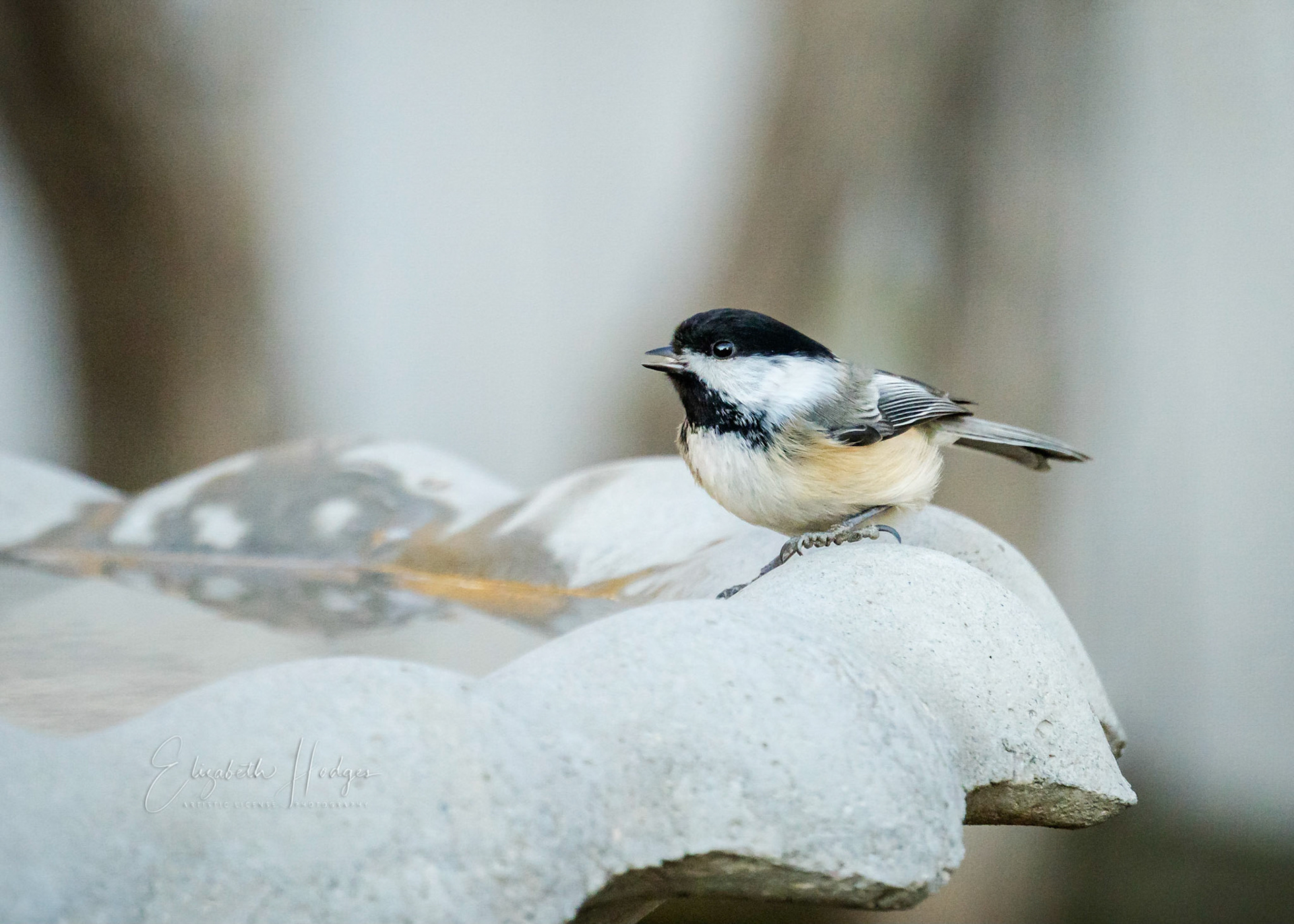 Black-capped Chickadee