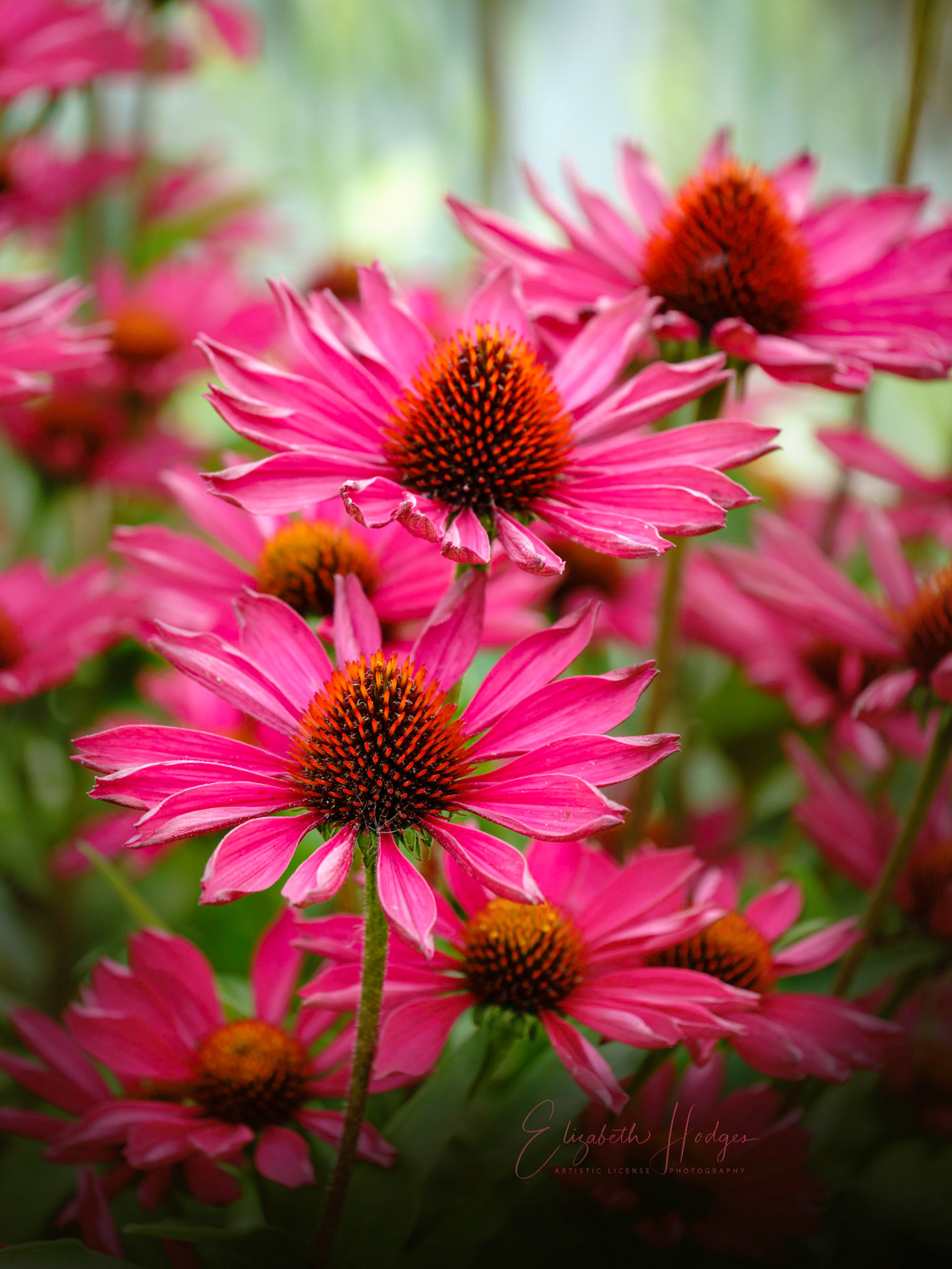 Coneflowers