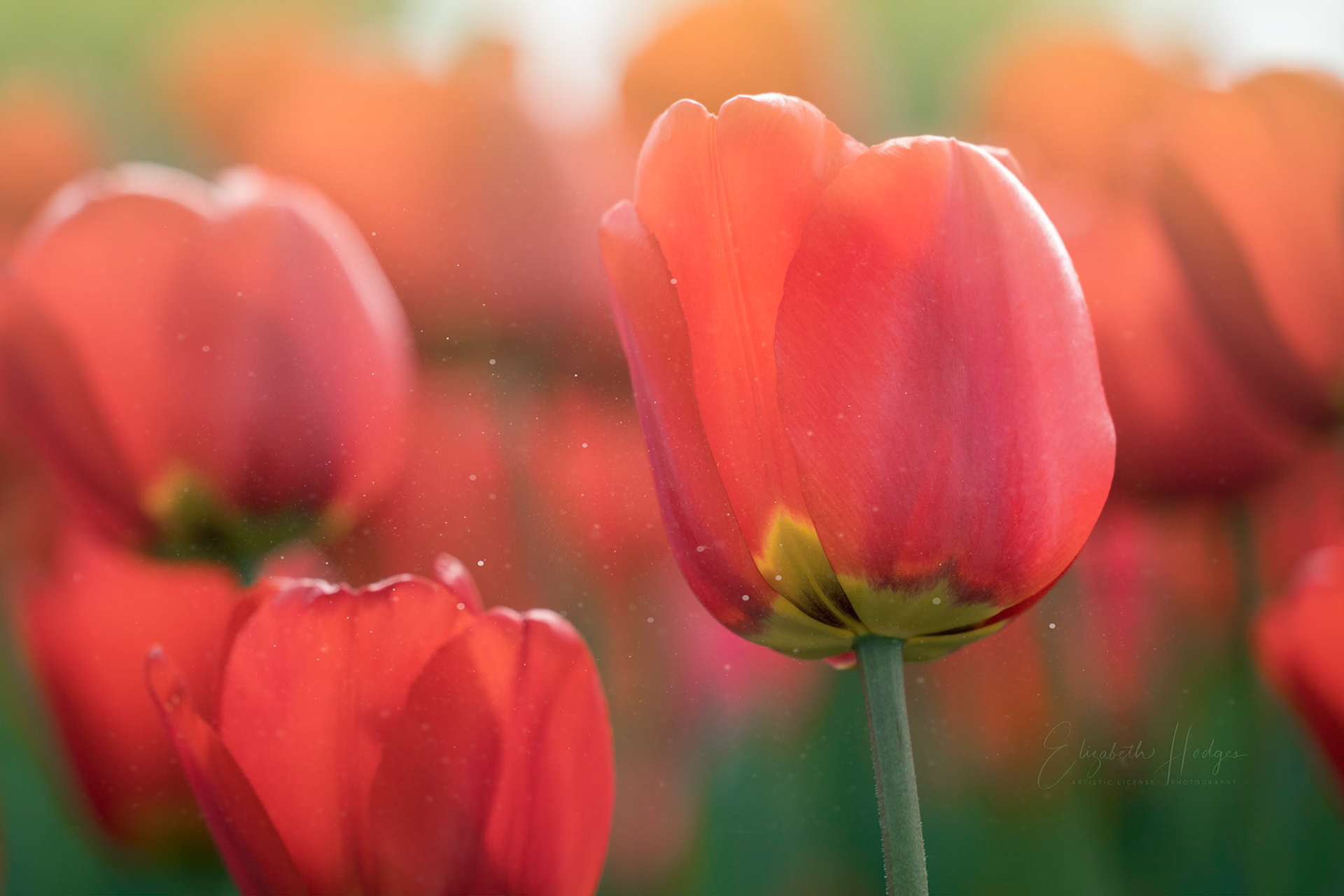 Tulips