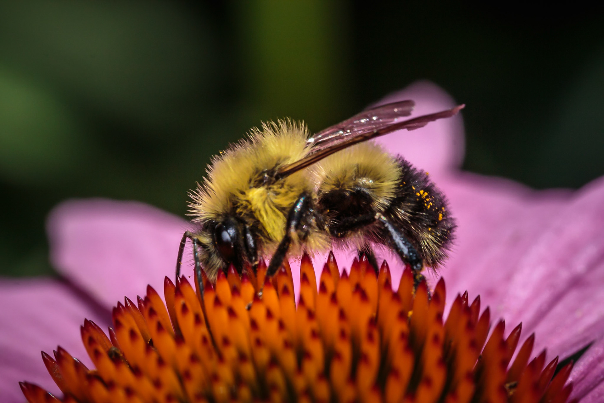 Mr Bee didn't seem at all bothered by my intrusion on his busyness.