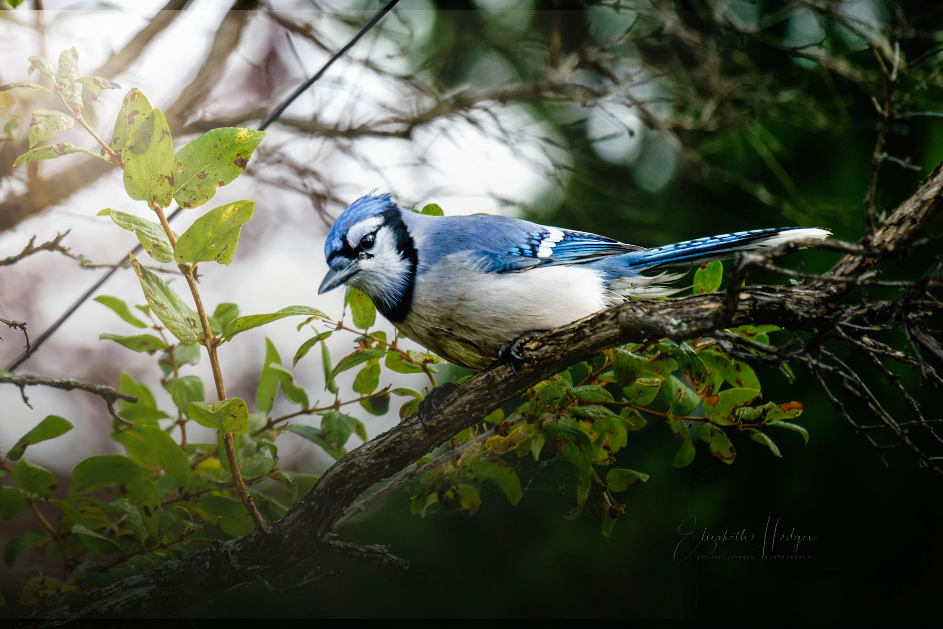 Blue Jay
