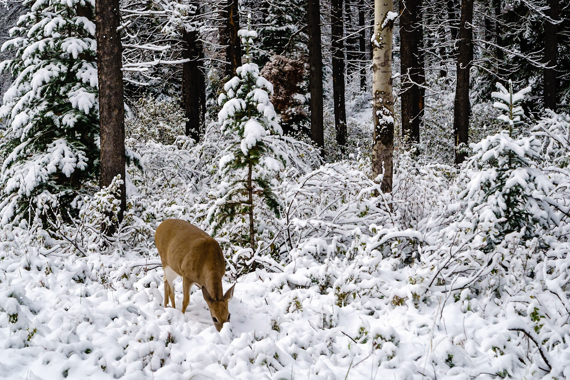 Searching for the tender greens burried beneath the snow.