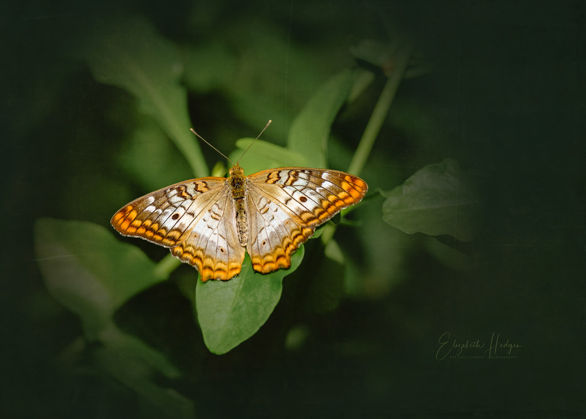 White Peacock