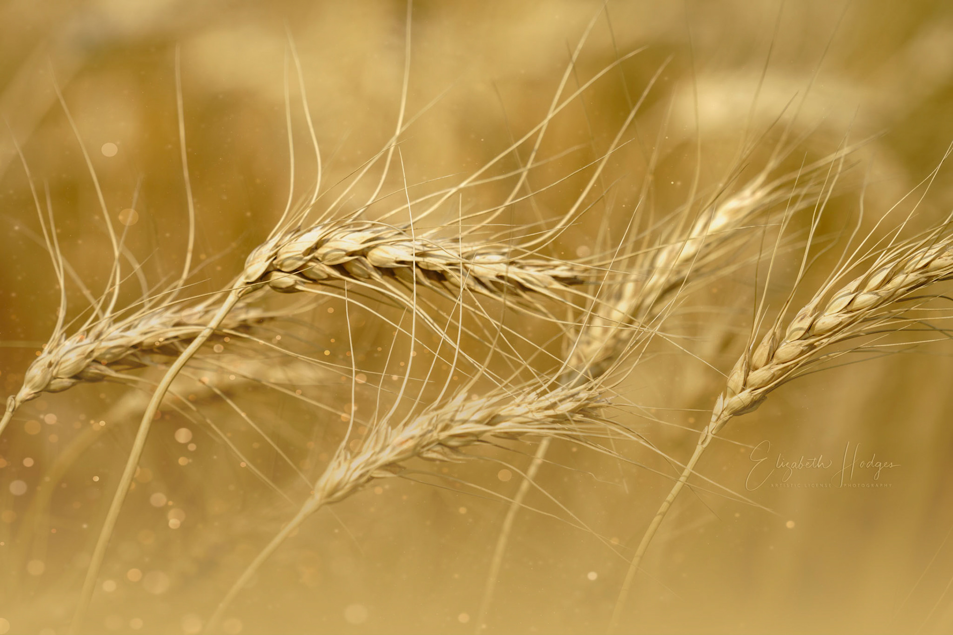 Bountiful Harvest