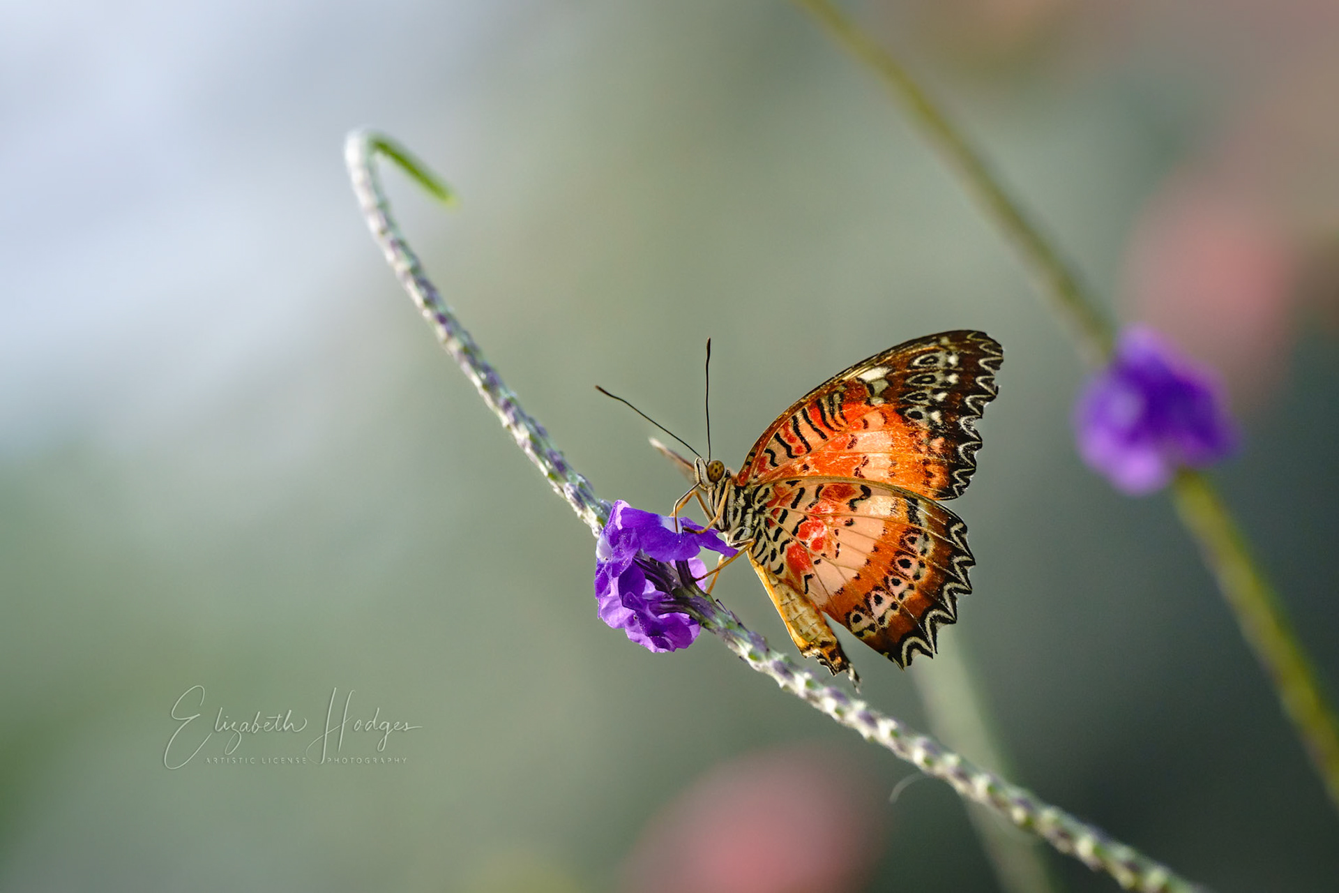 Leopard Lacewing