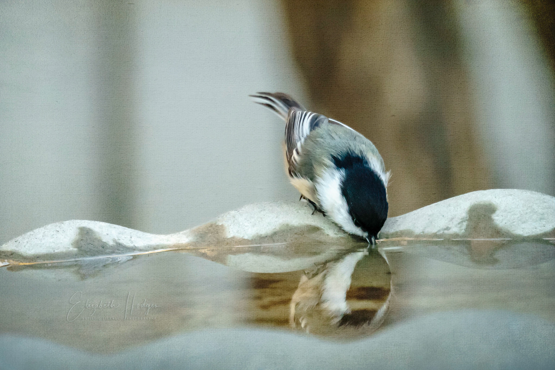 Black-capped Chickadee