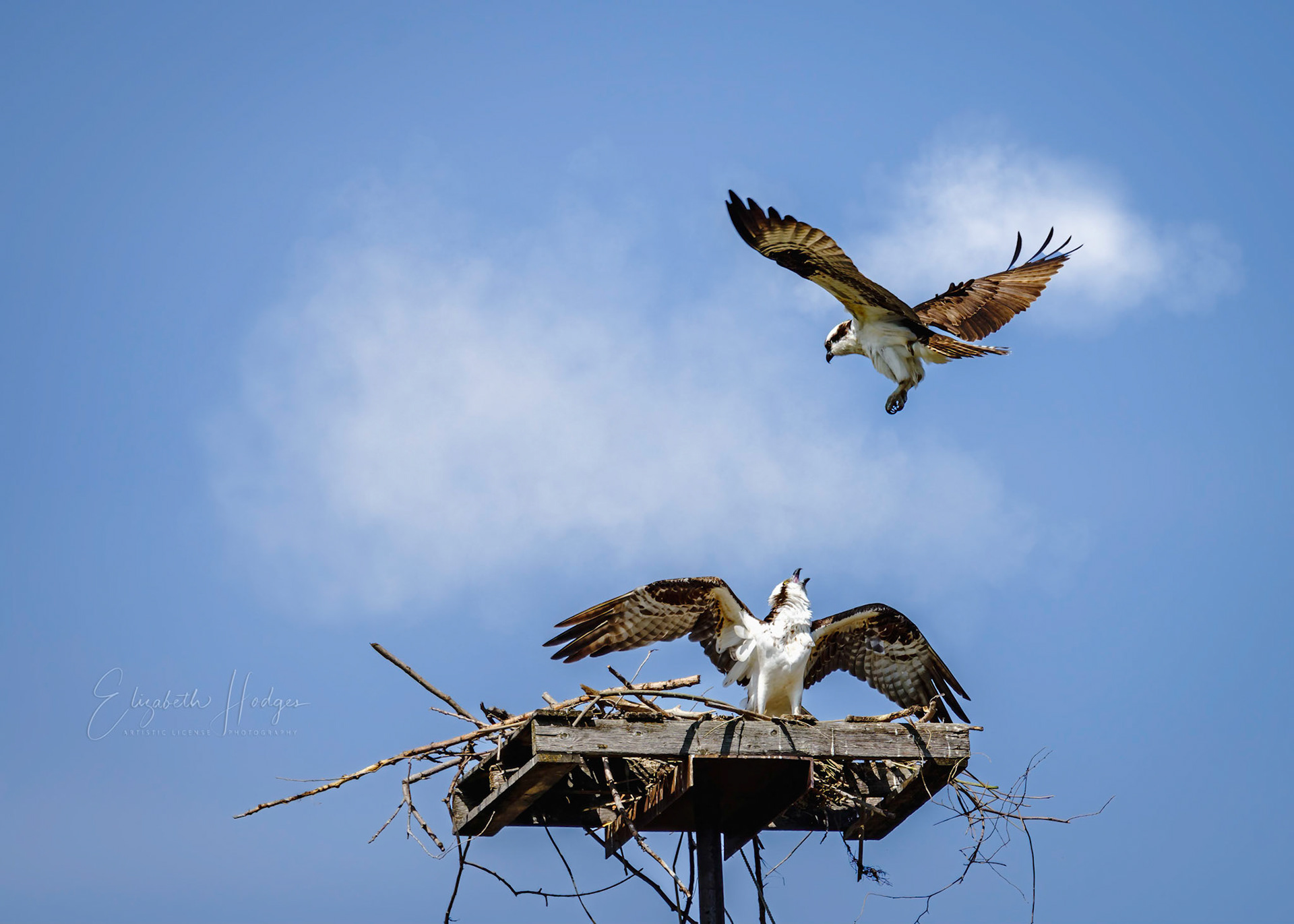 Osprey Couple