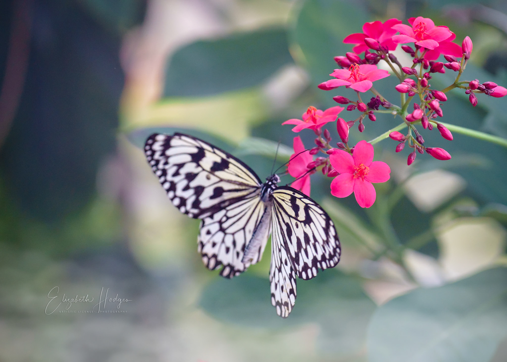 Paper Kite