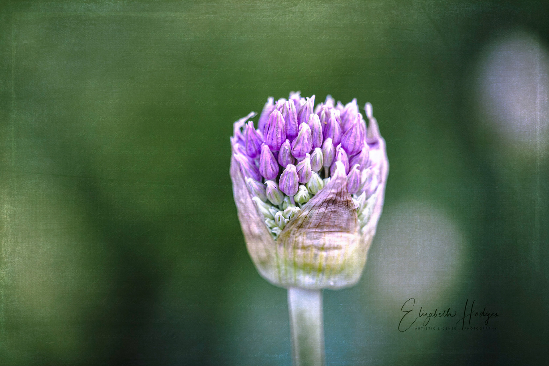 Allium