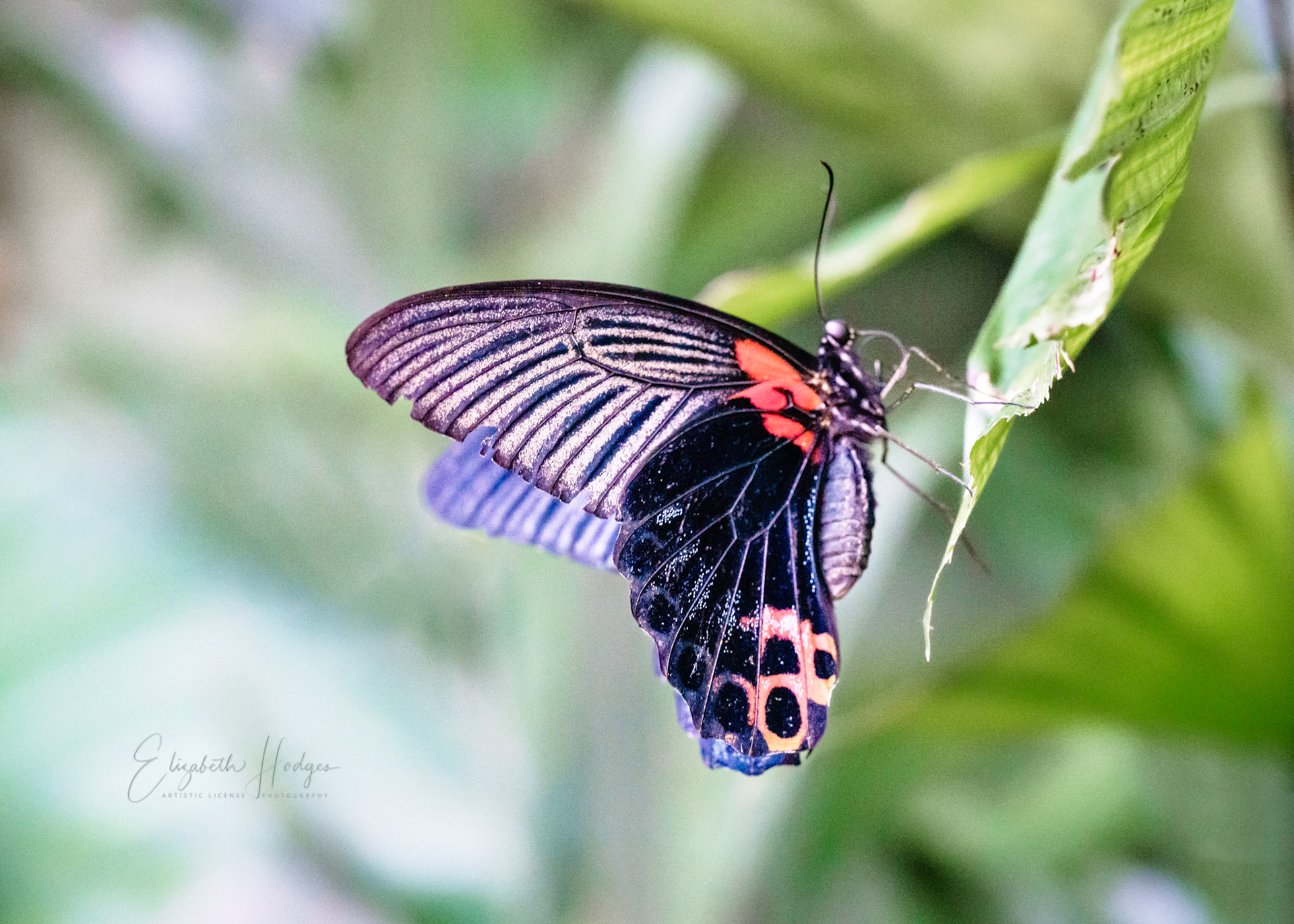 Scarlet Mormon