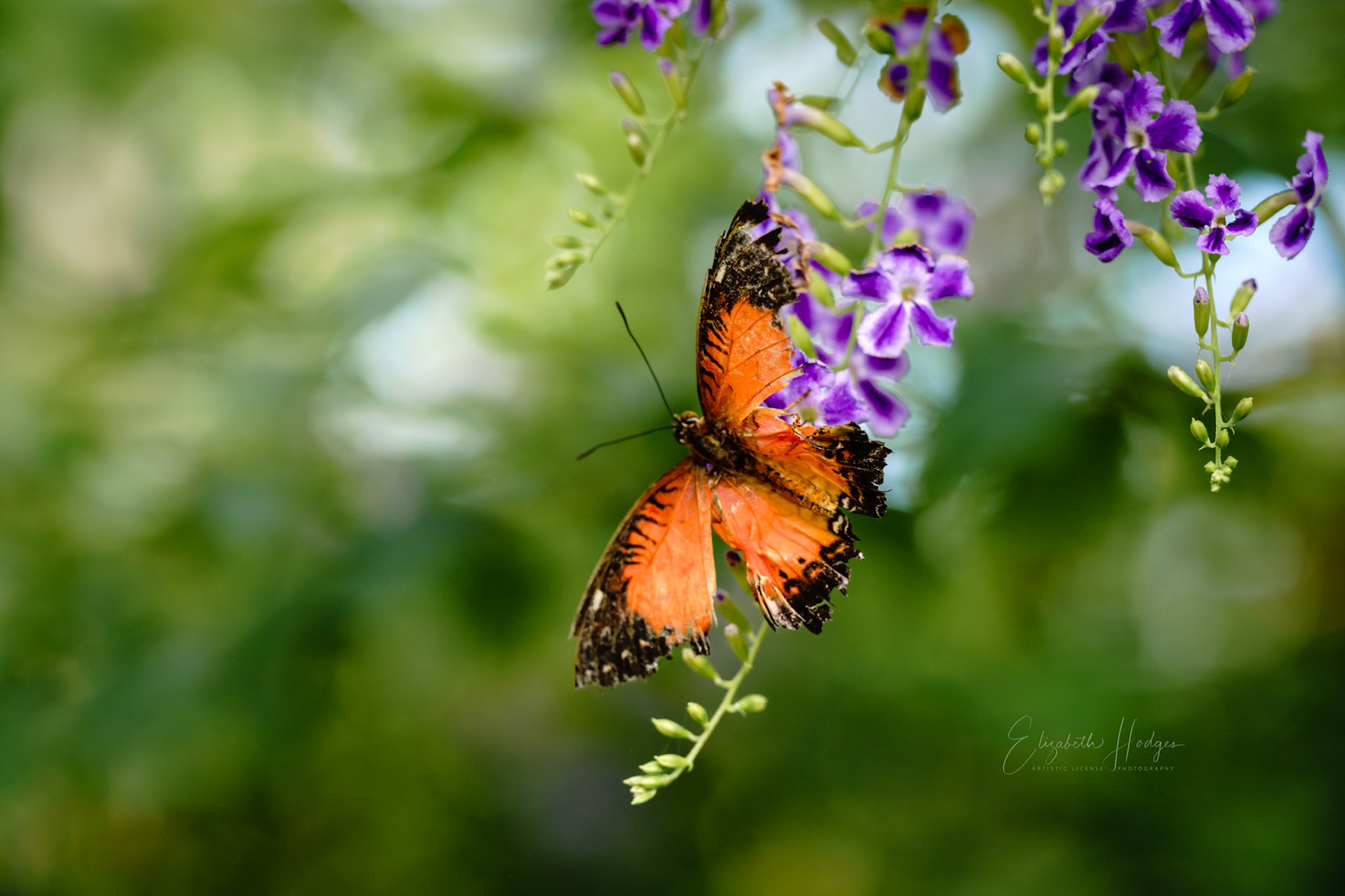 Lacewing
