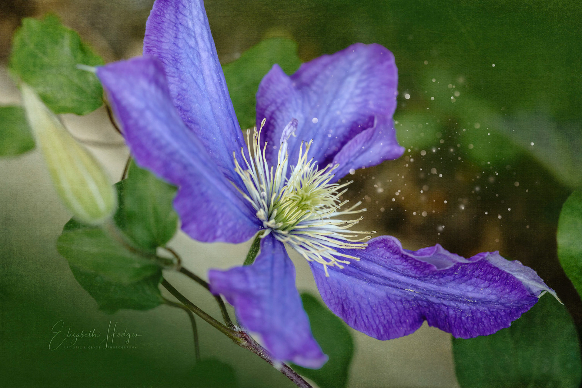 Clematis