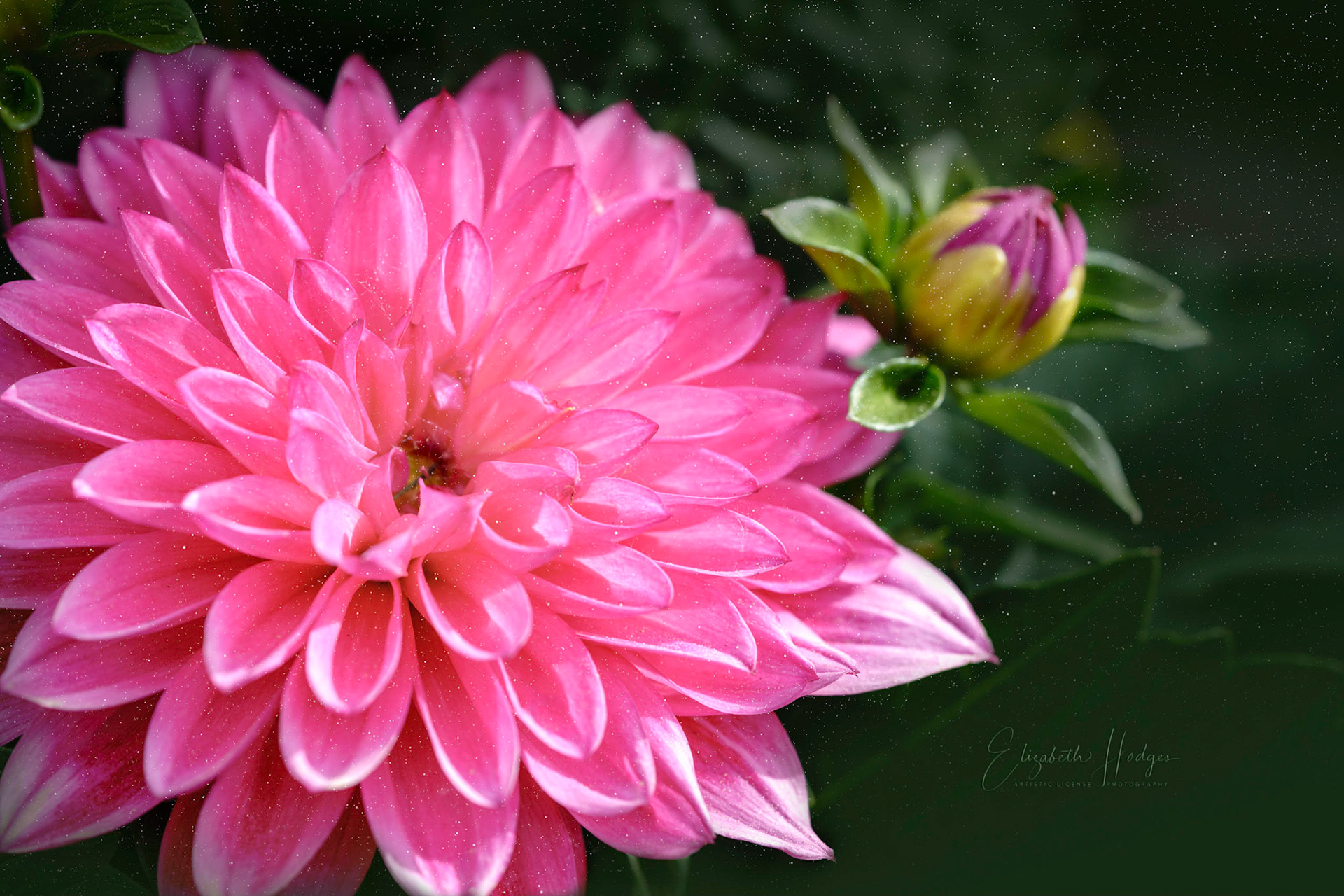 Dahlia