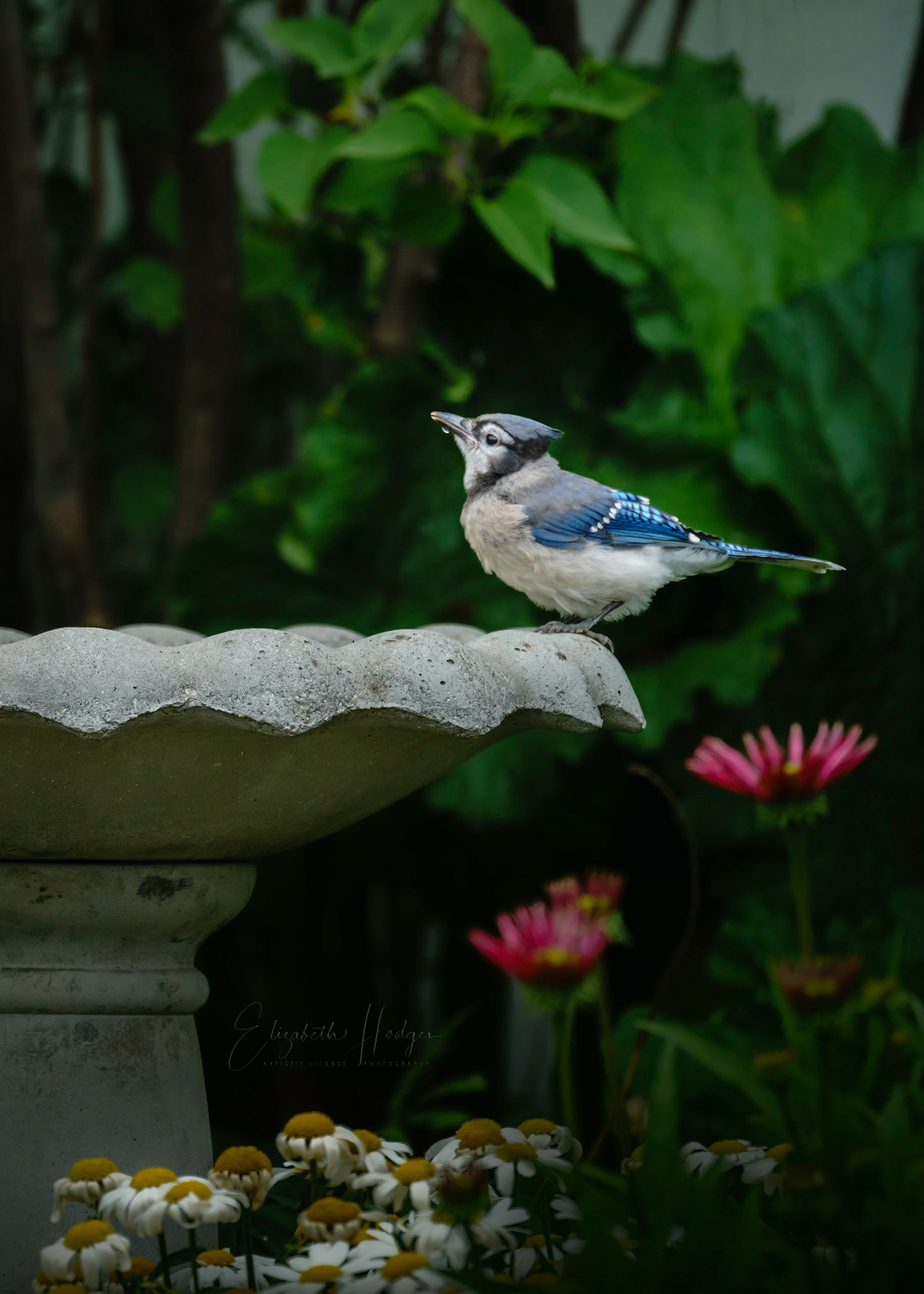 Bluejay Bath