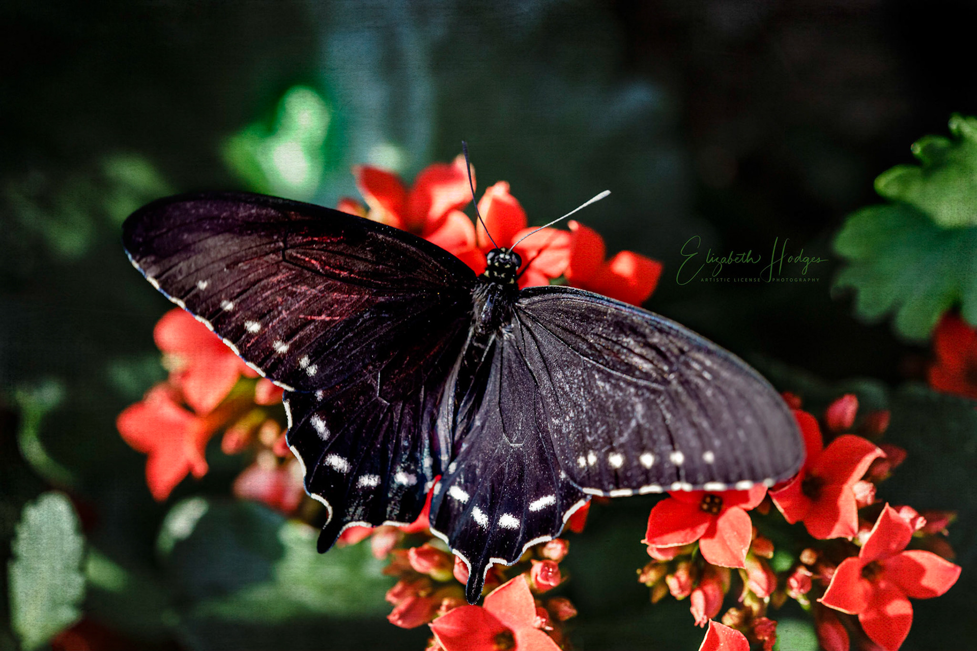 Pipevine Swallowtail Butterfly