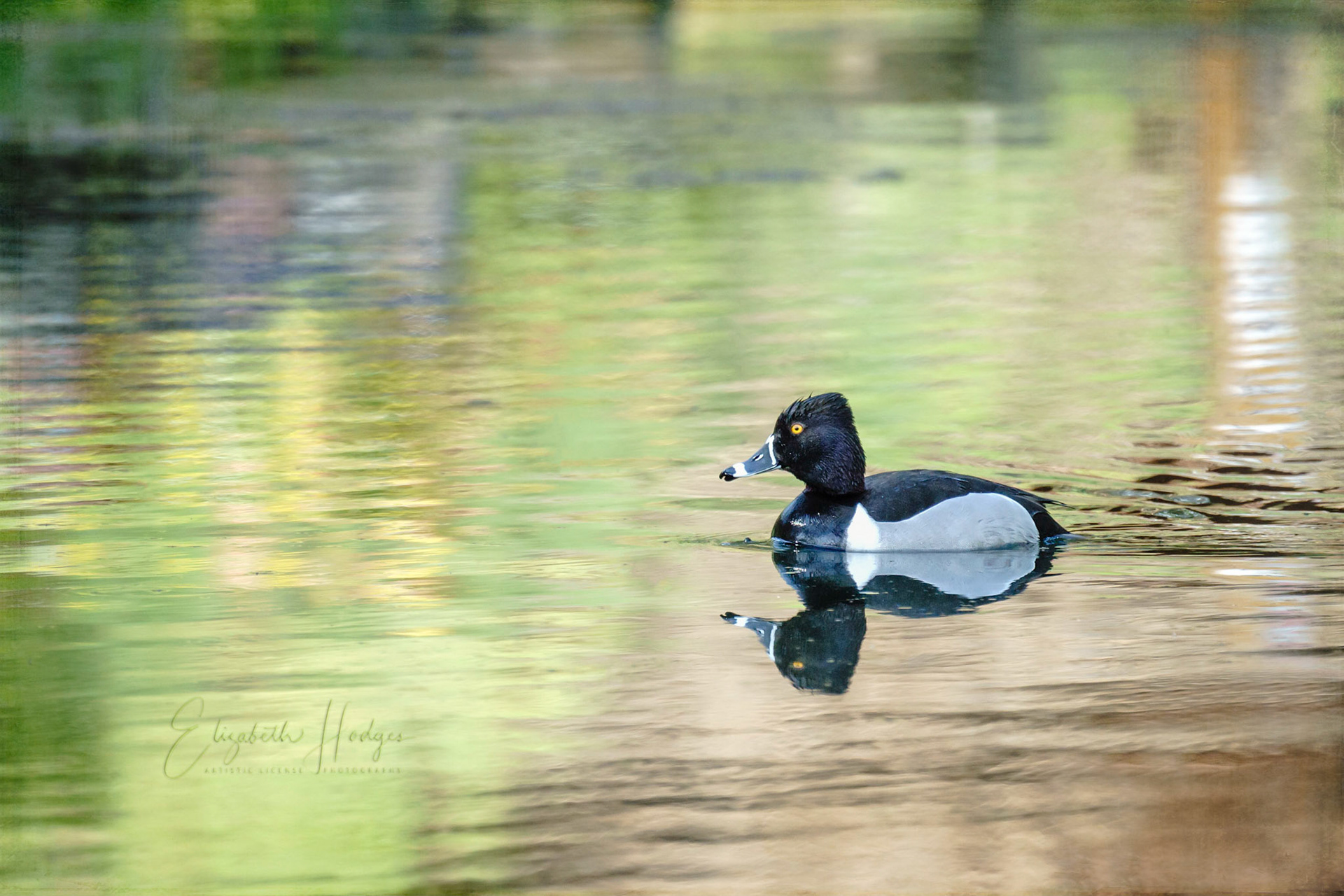 Ring-Necked Duck