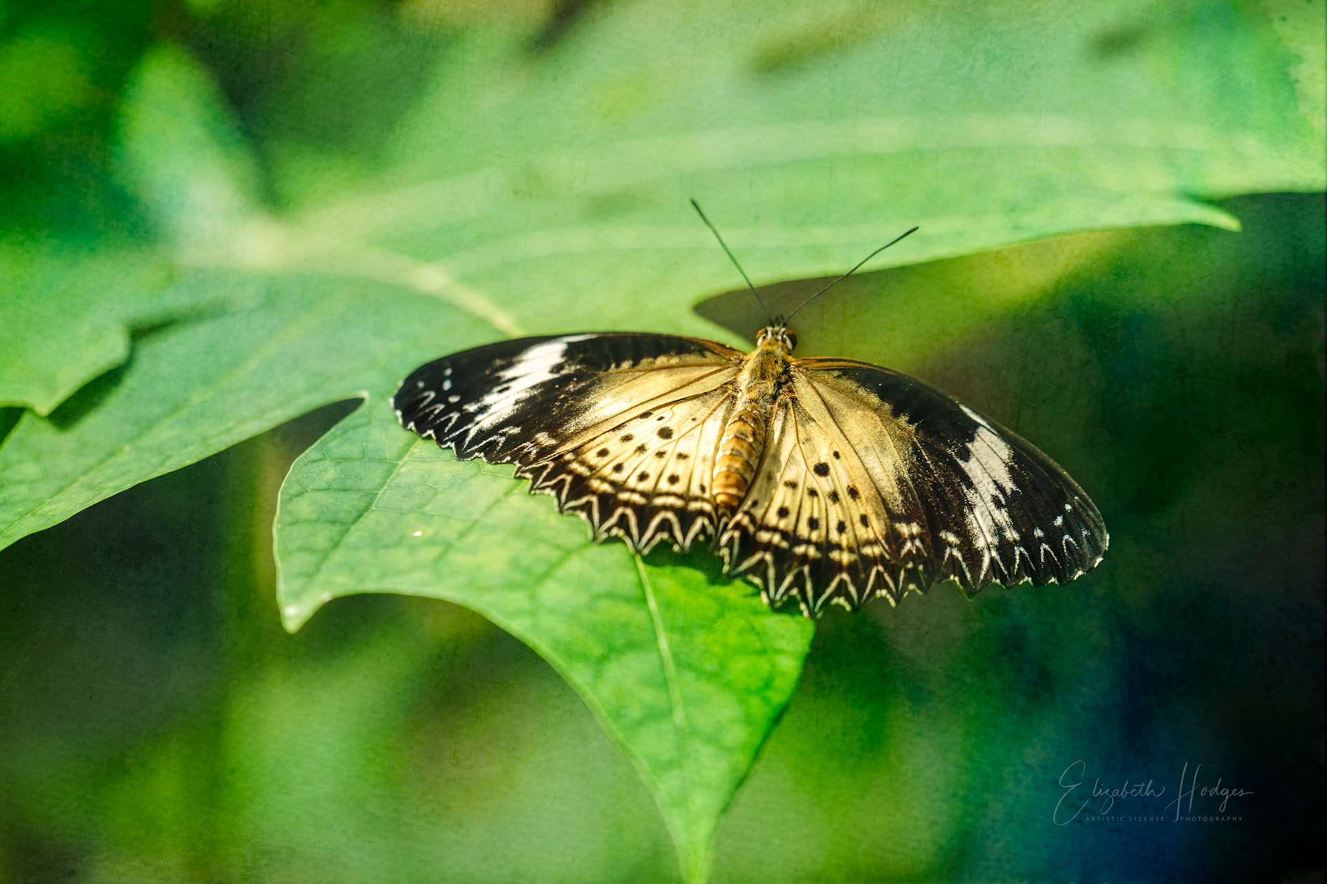 Lacewing Butterfly