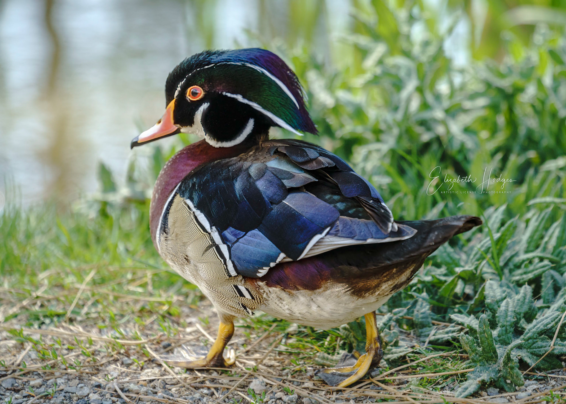 Mr. Wood Duck