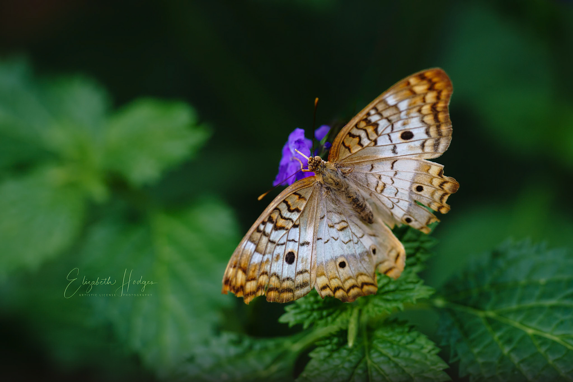 White Peacock